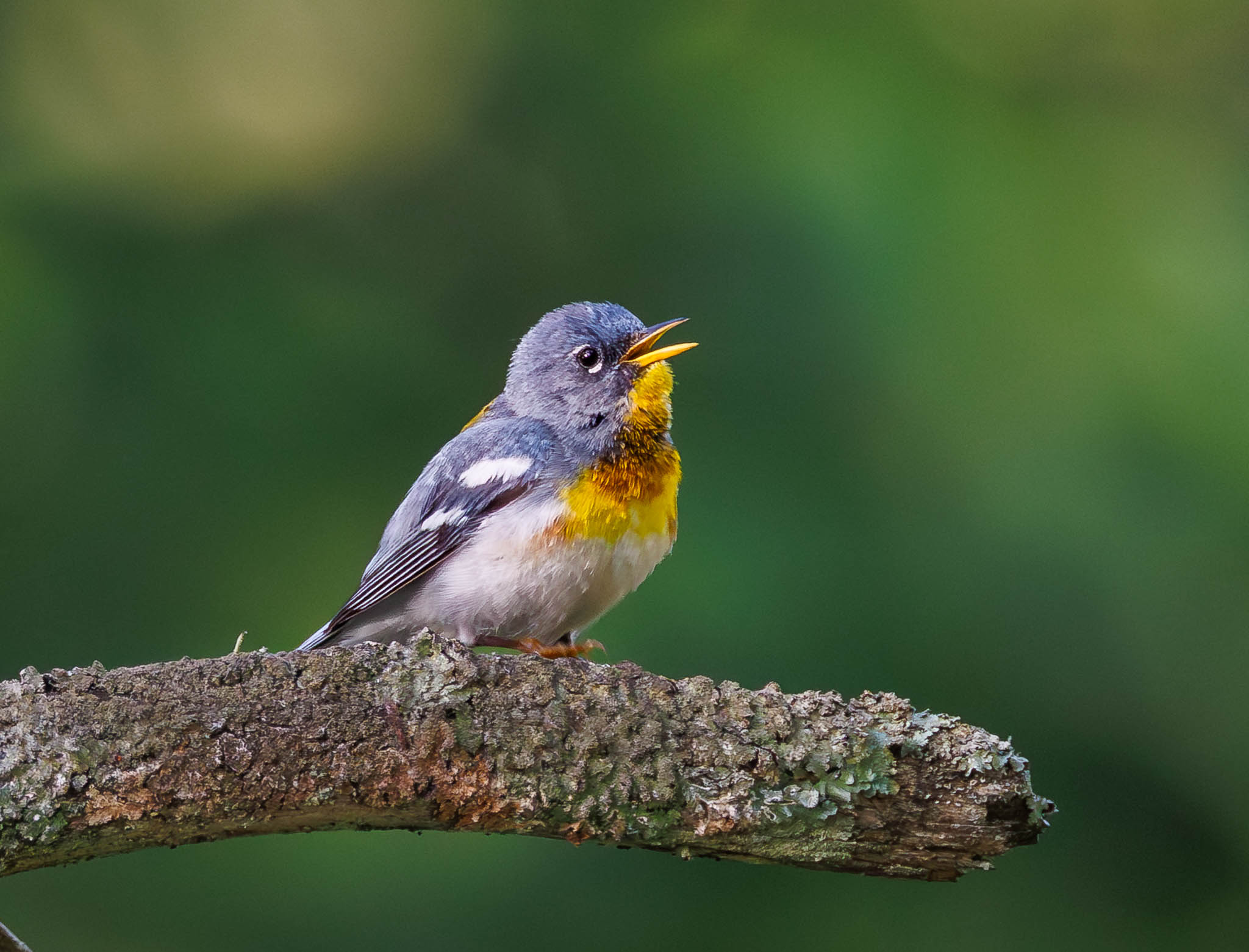 Northern Parula