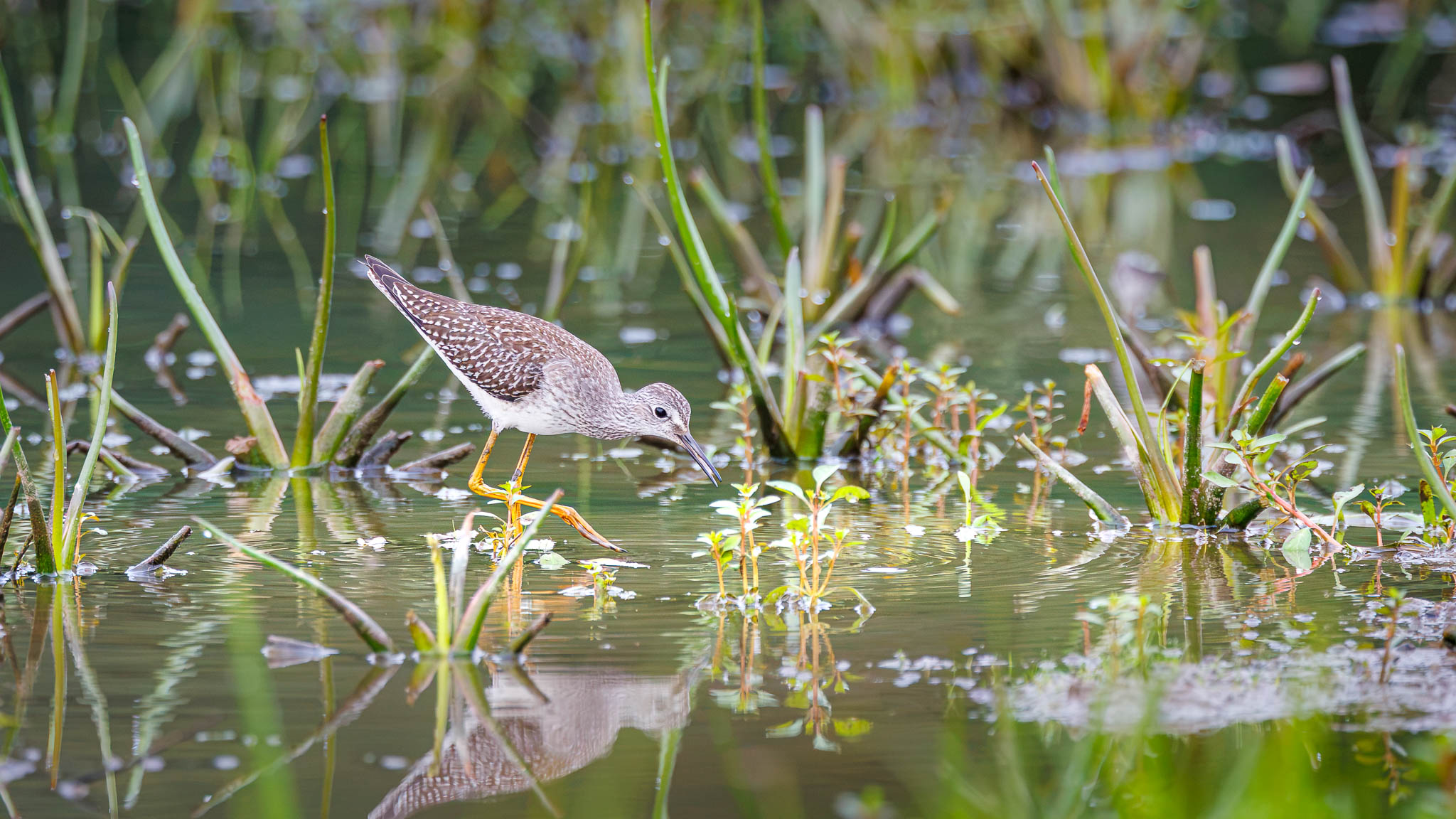 Lesser Yellowlegs