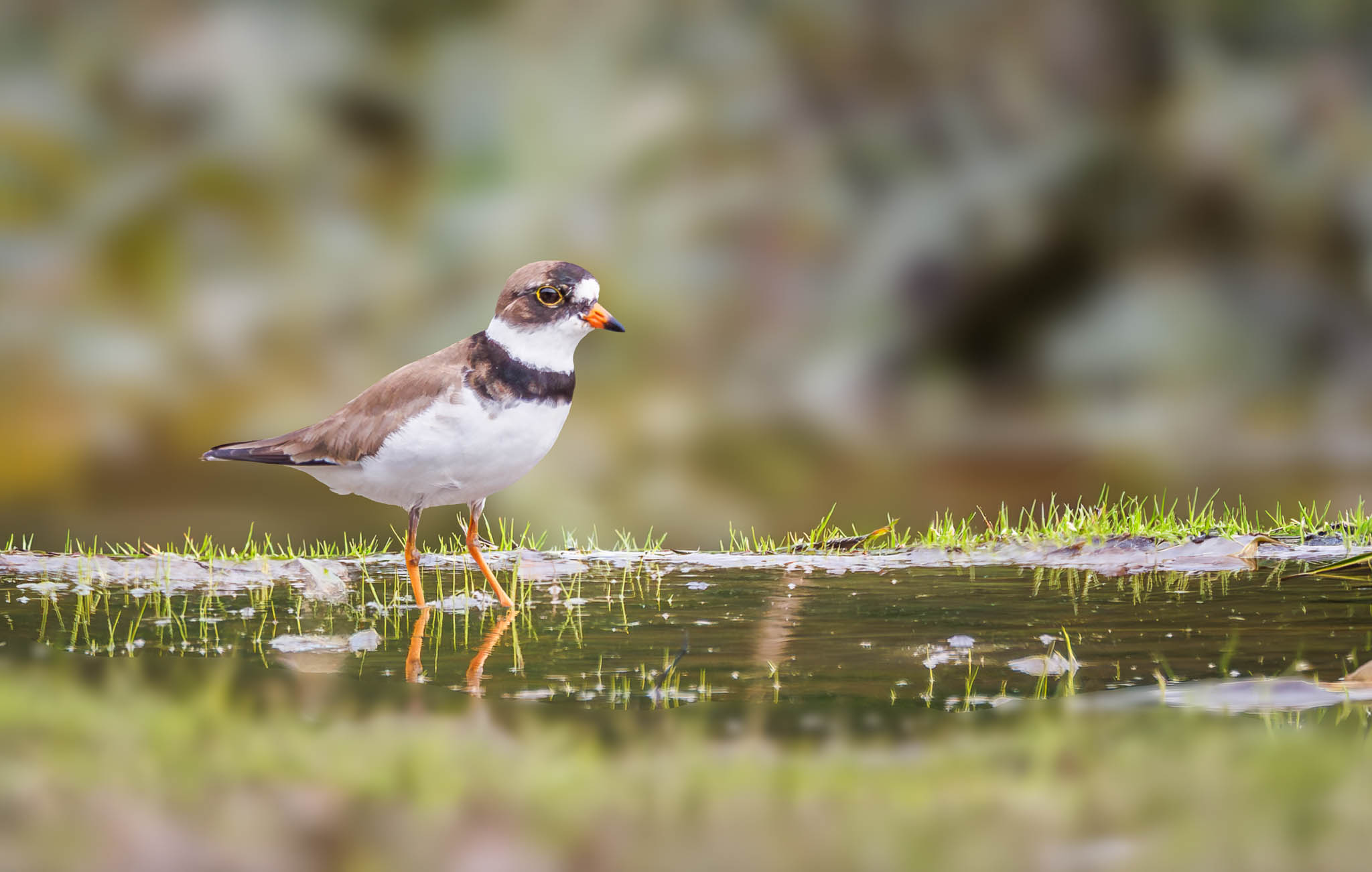 Semipalmated Plover
