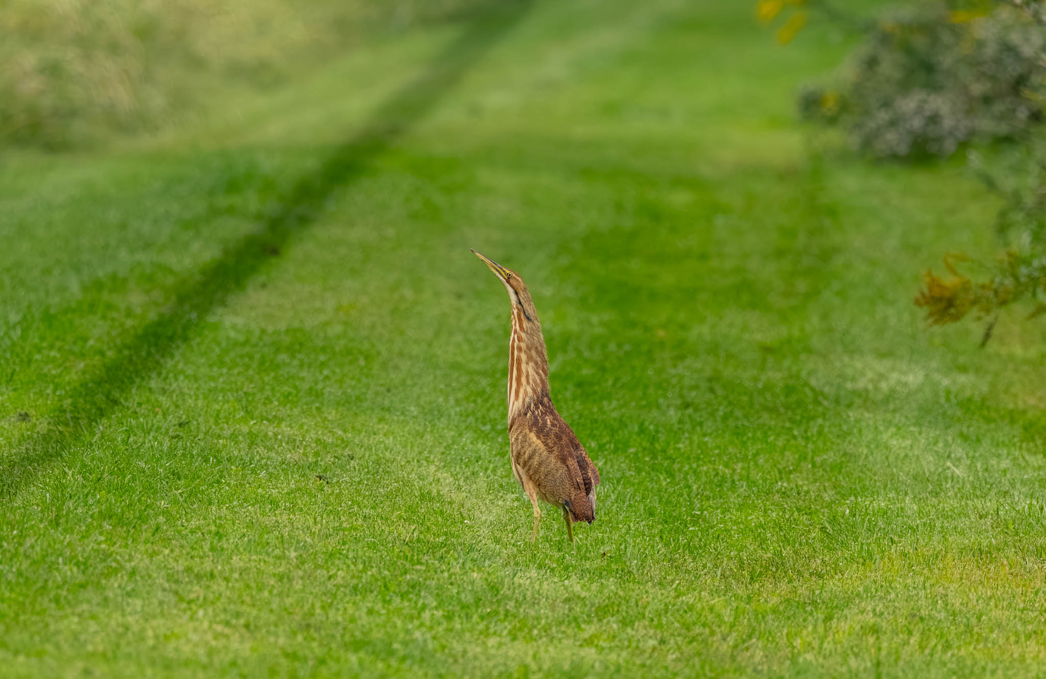American Bittern
