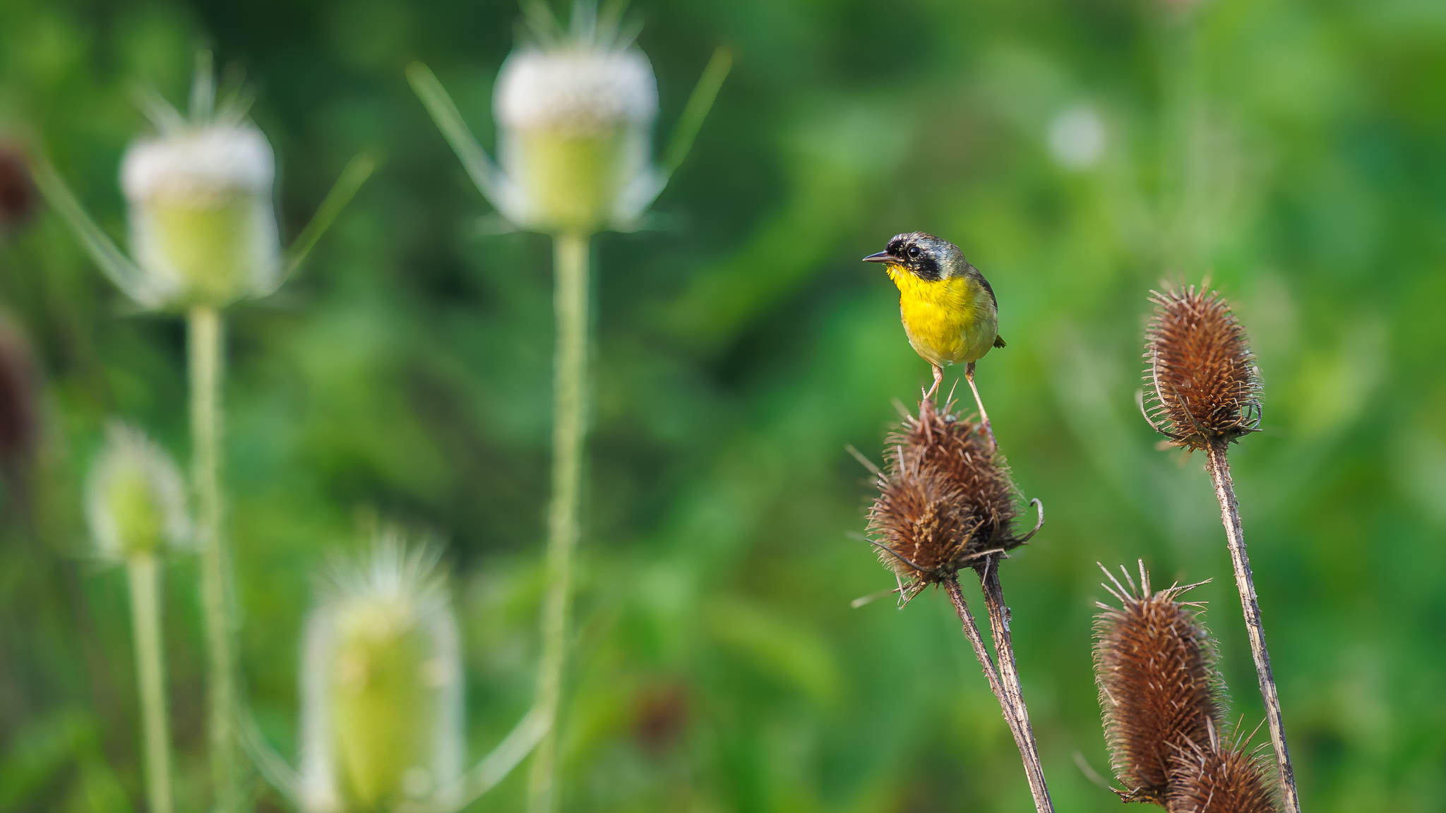 Common Yellowthroat