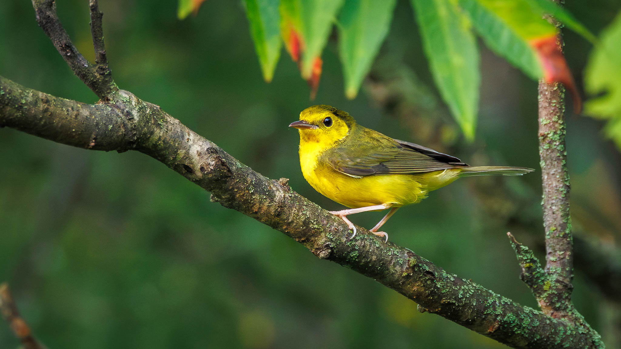 Hooded Warbler