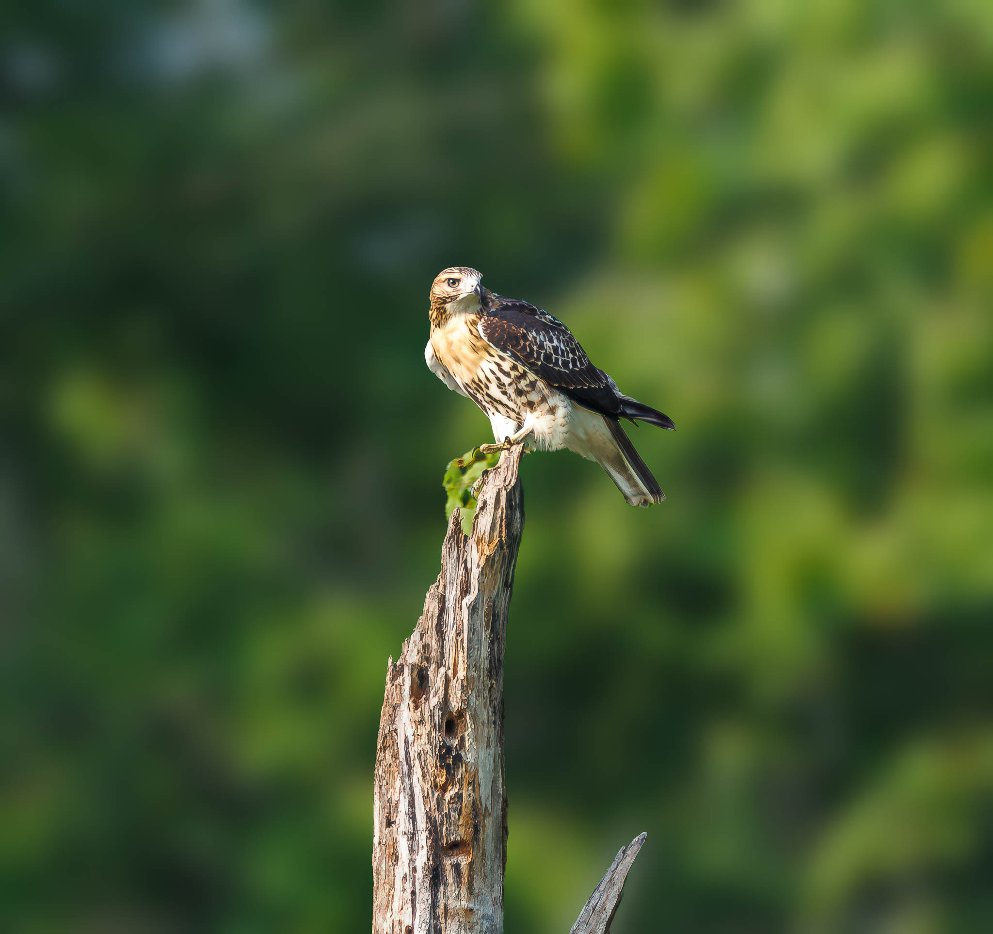 Red Tailed Hawk