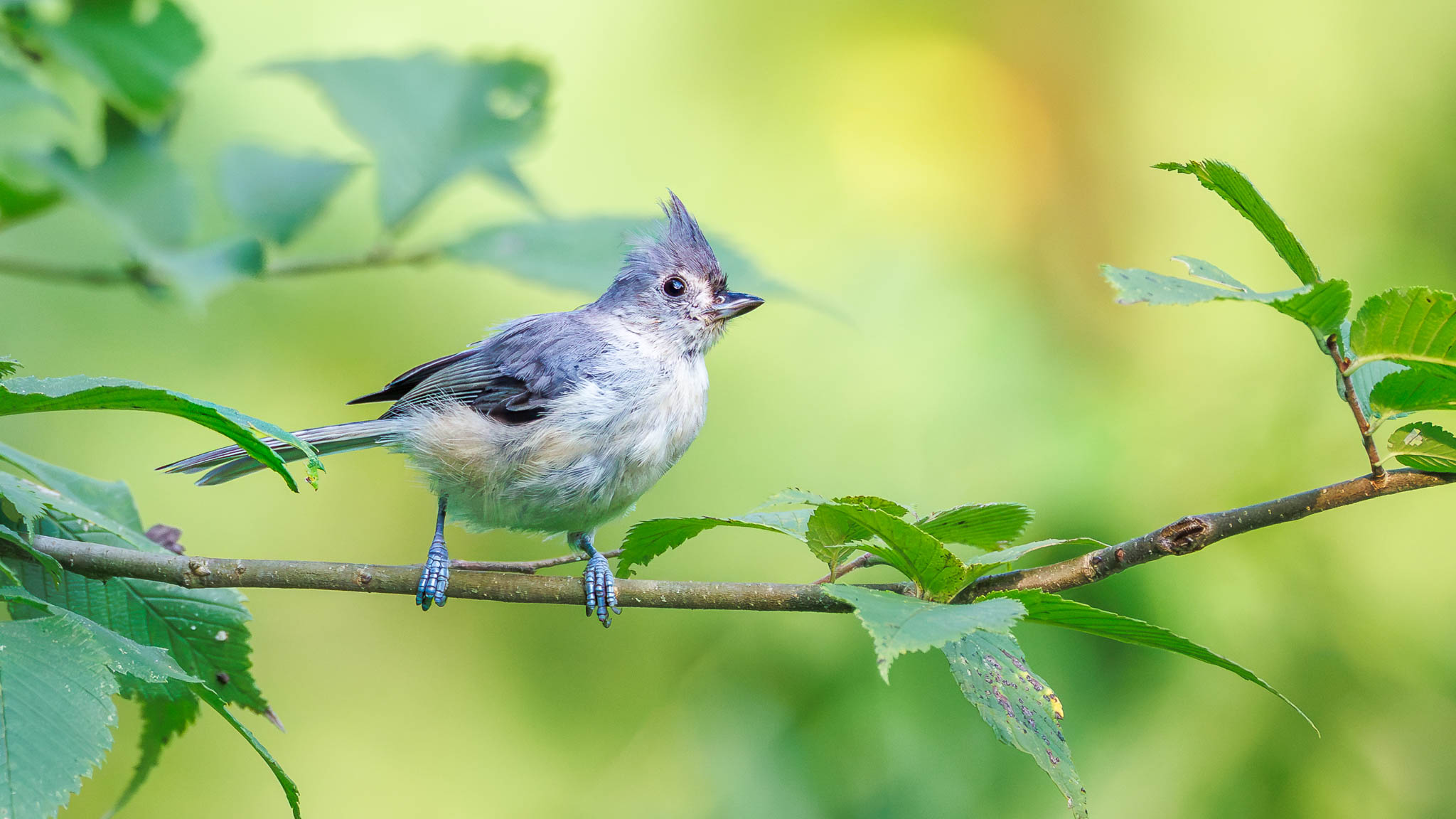 Tufted Titmouse