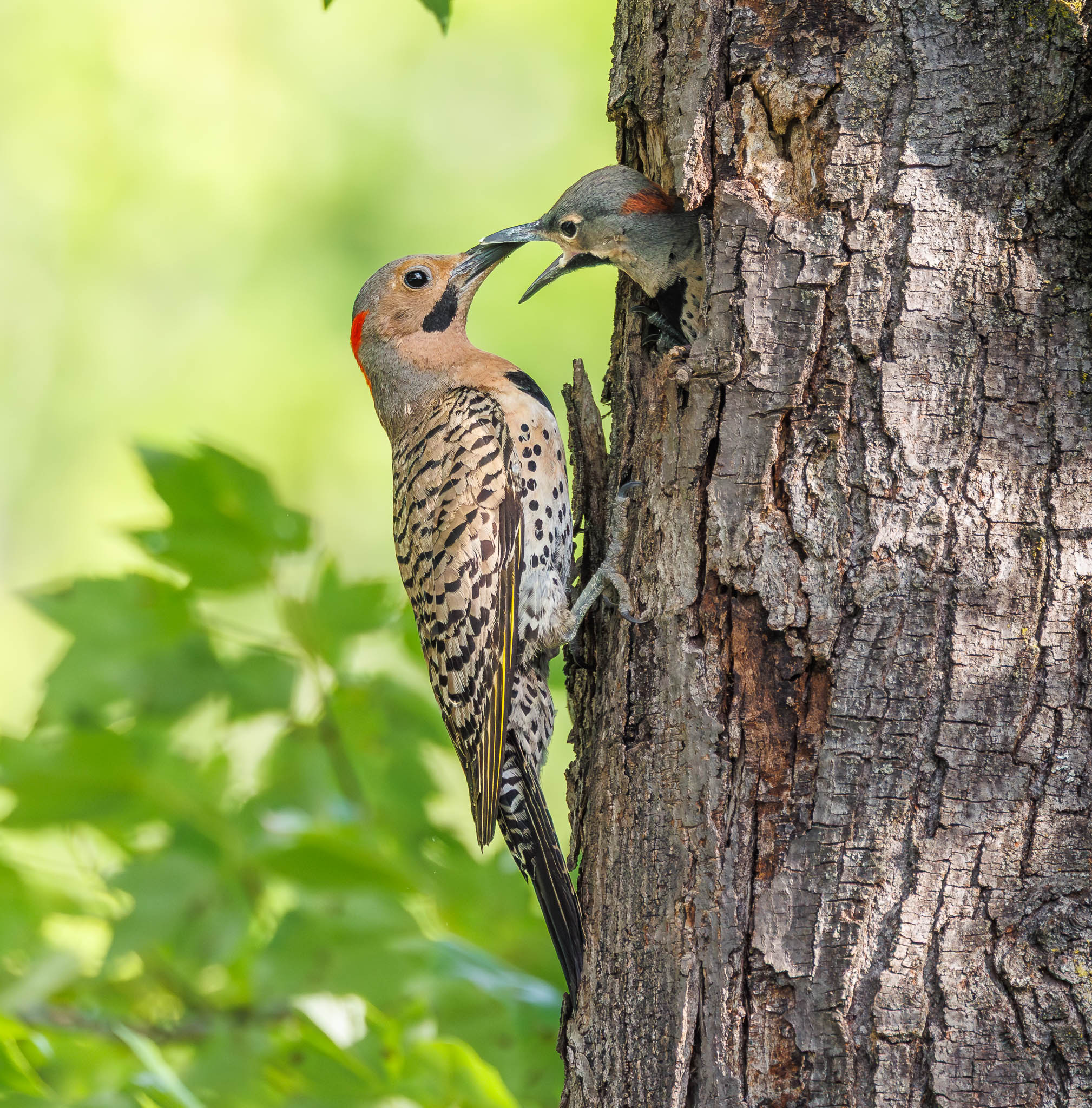 Northern Flicker