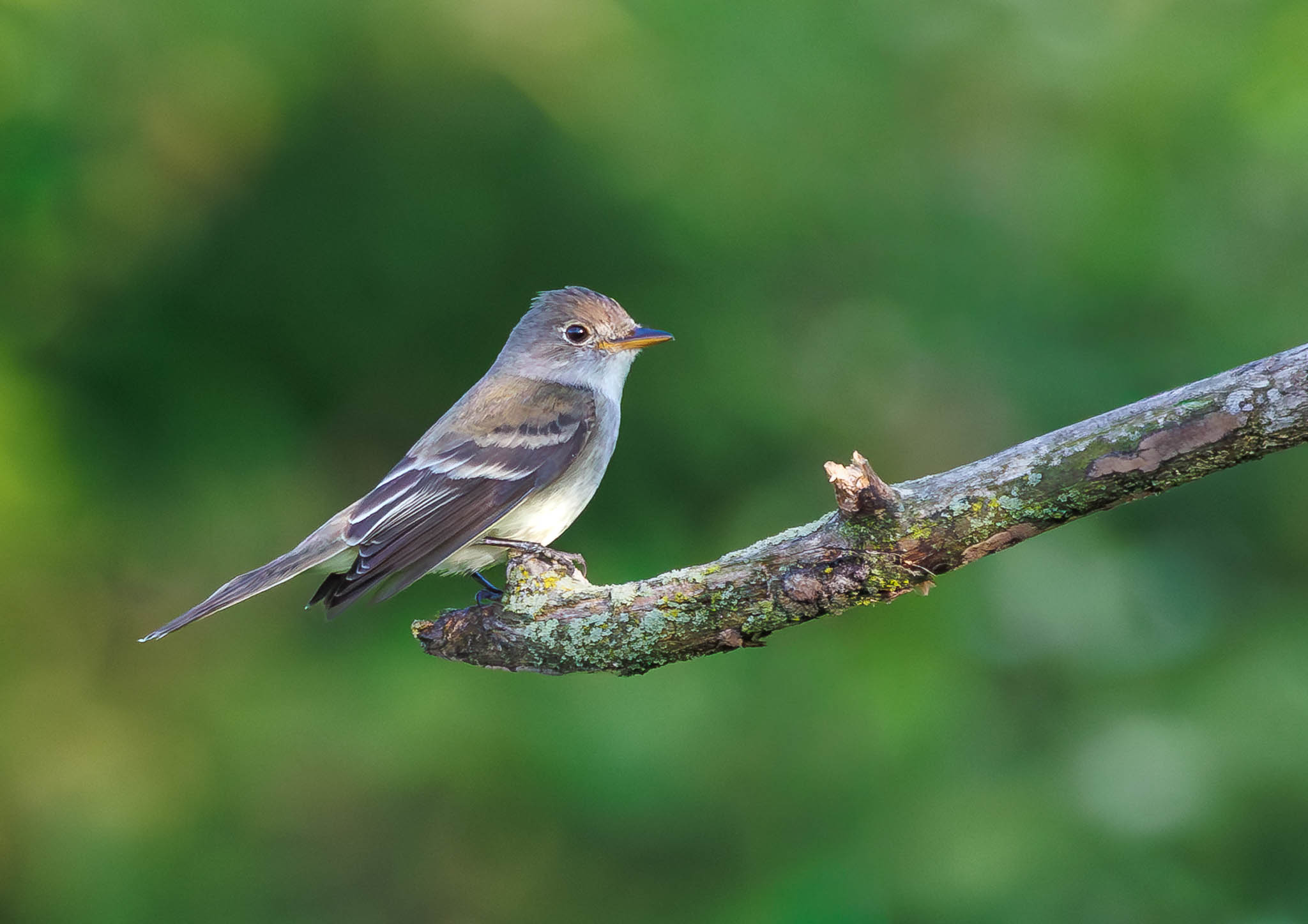 Willow Flycatcher