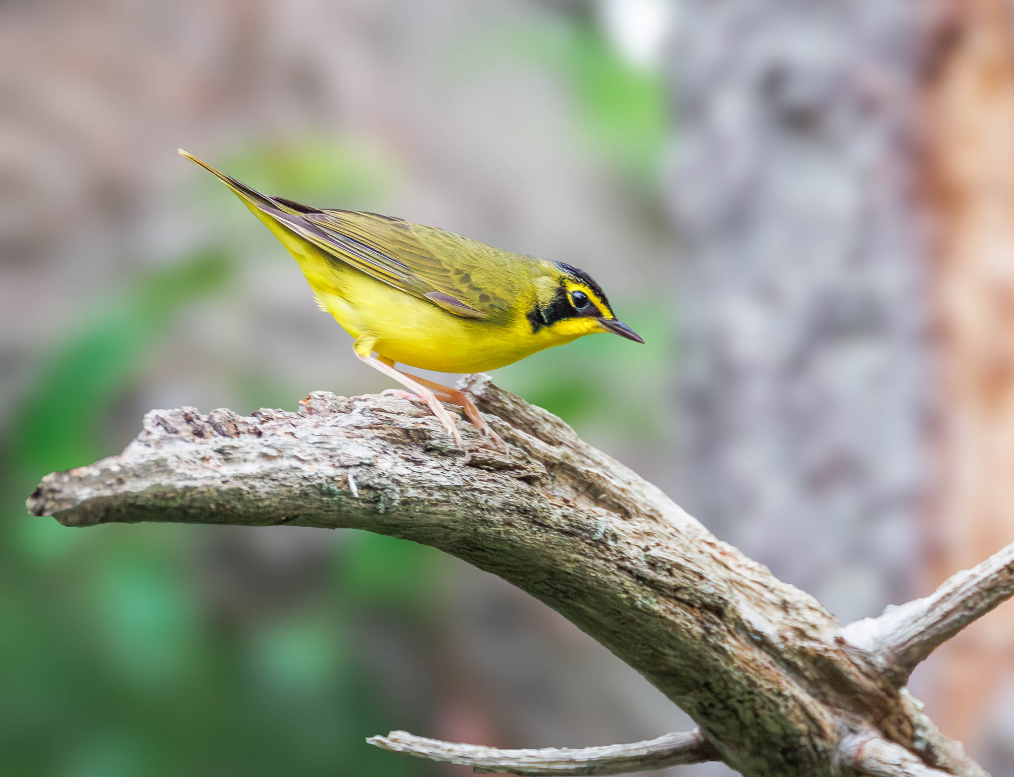 Kentucky Warbler