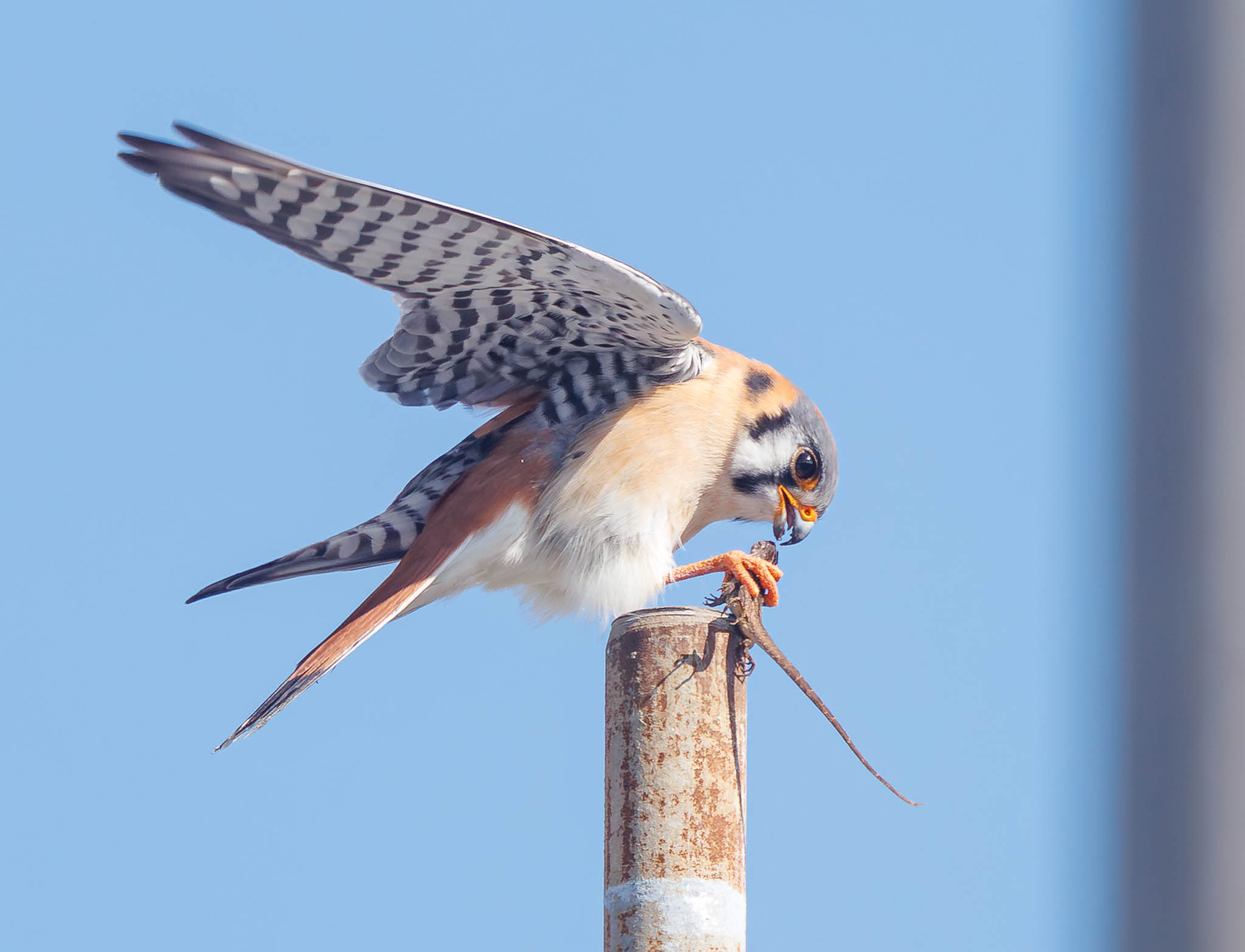 American Kestrel