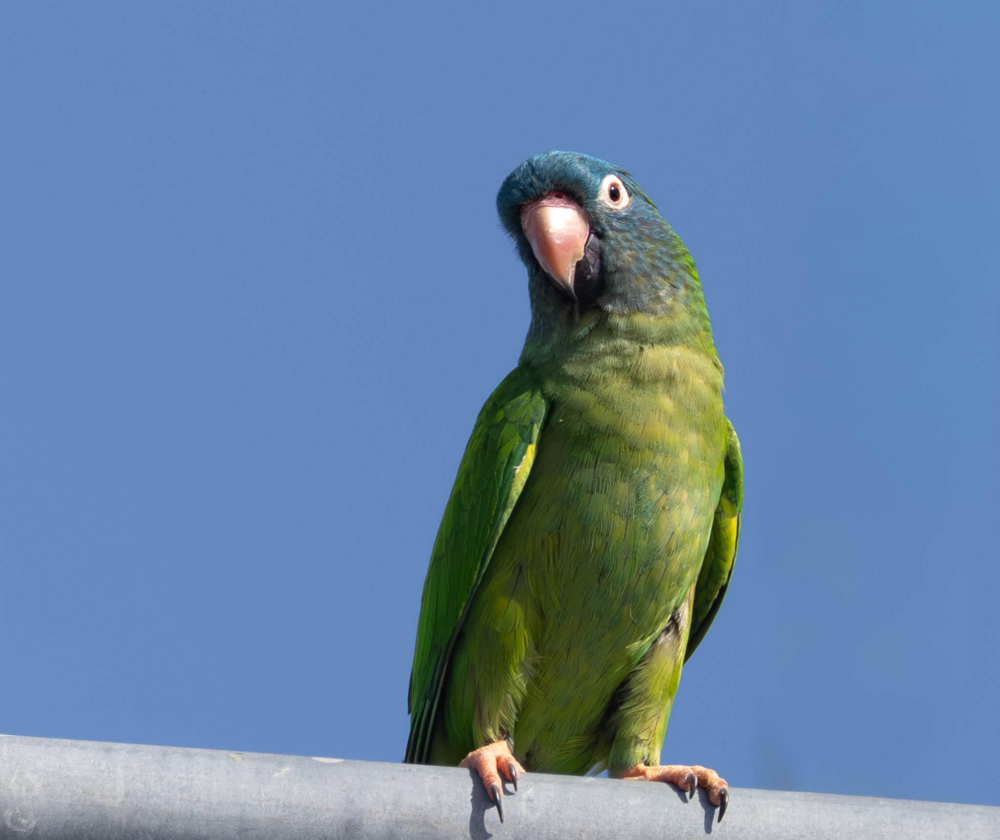 Blue-crowned Parakeet