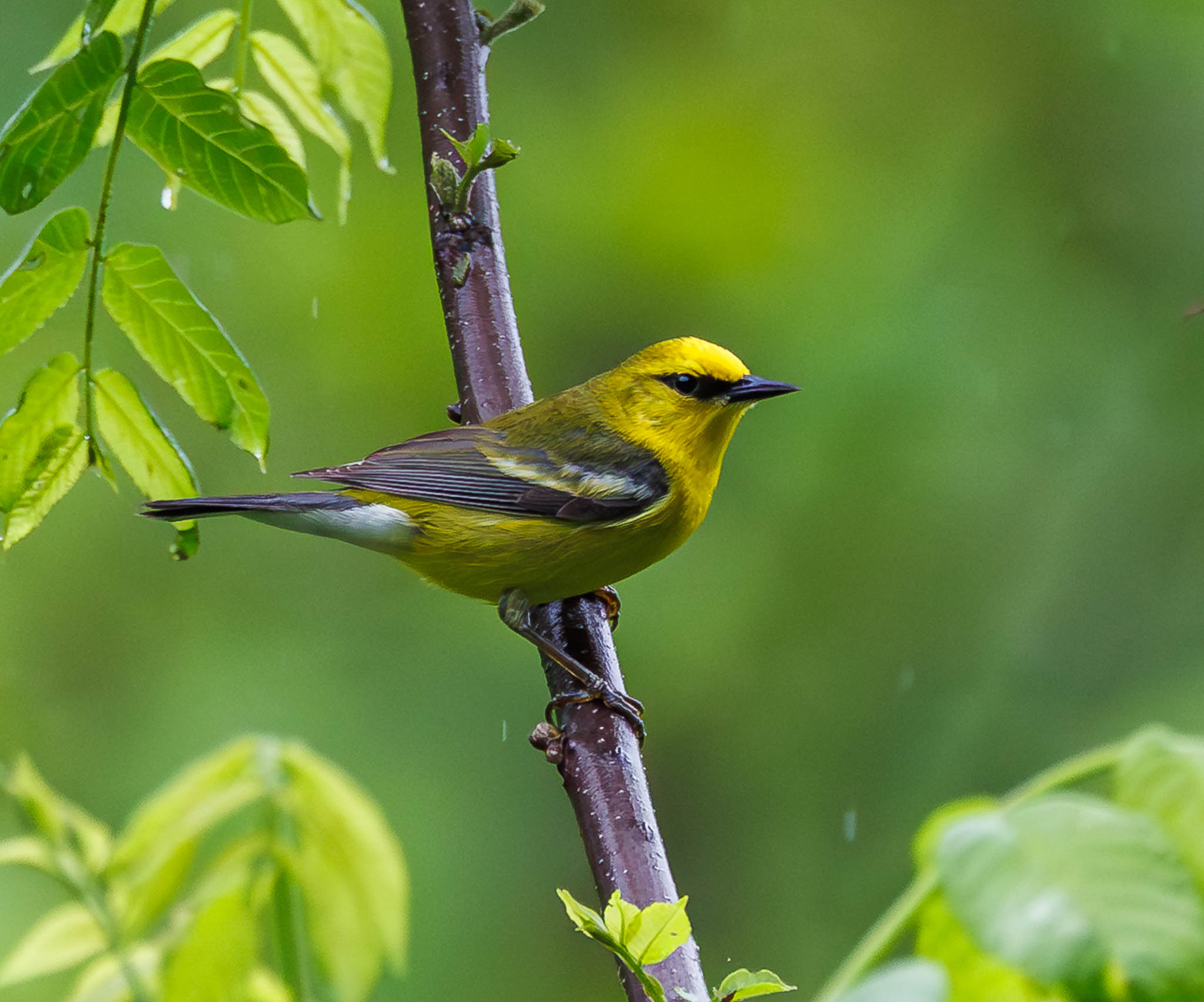 Blue-winged Warbler