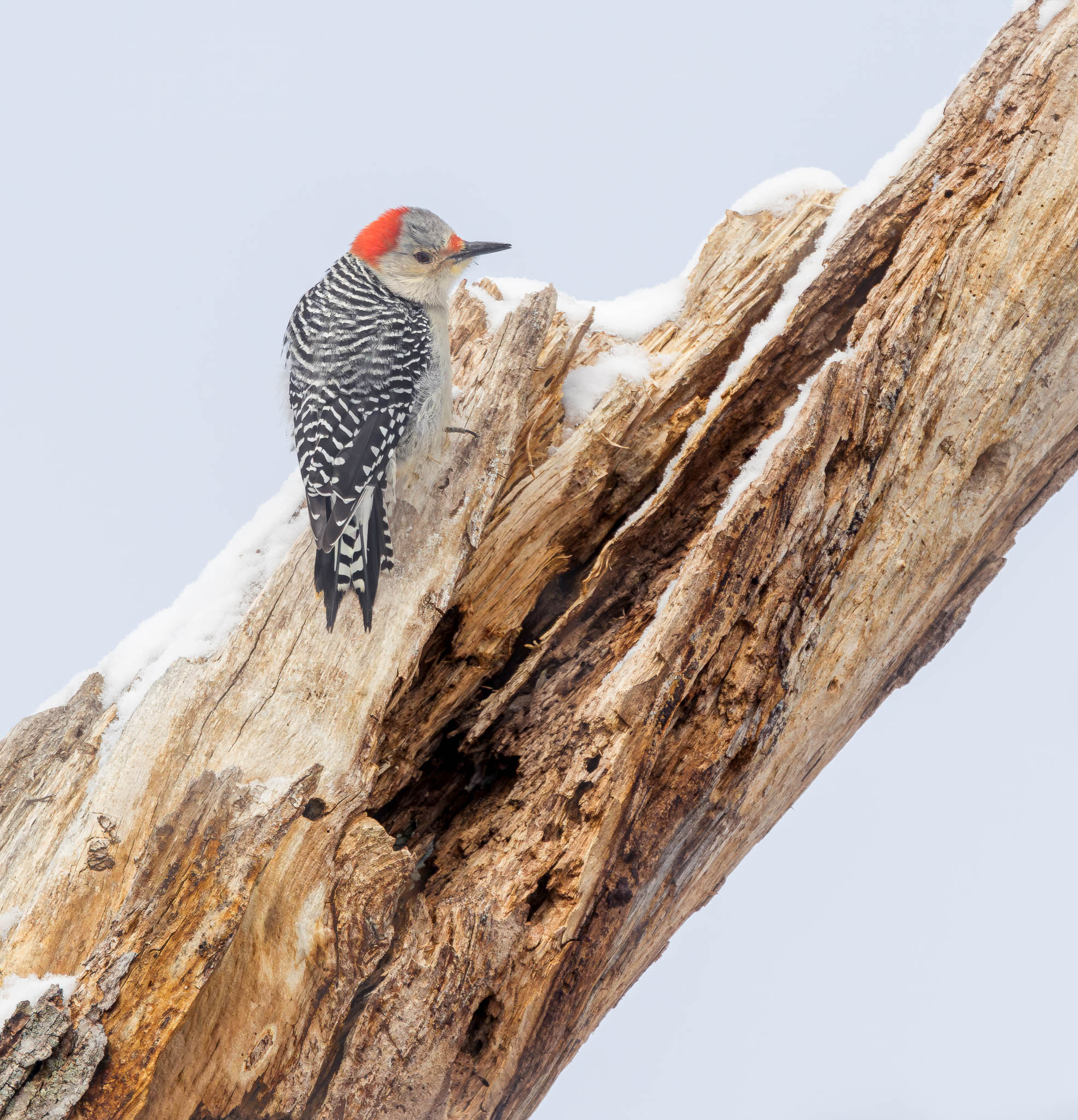 Red-bellied Woodpecker
