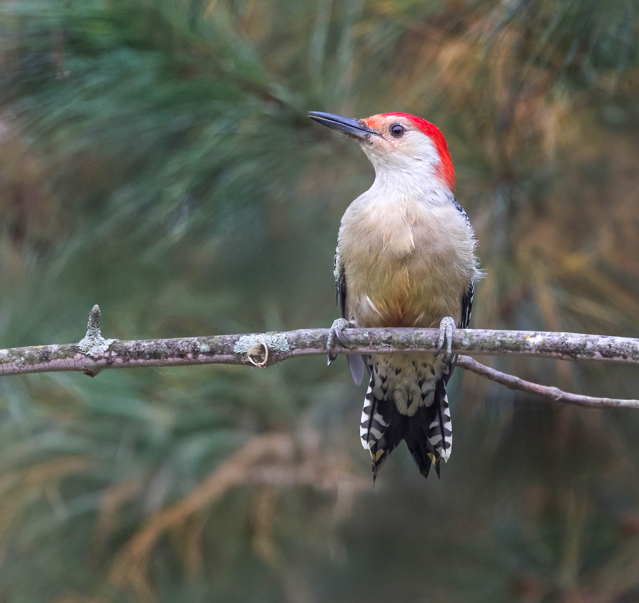 Red-bellied Woodpecker