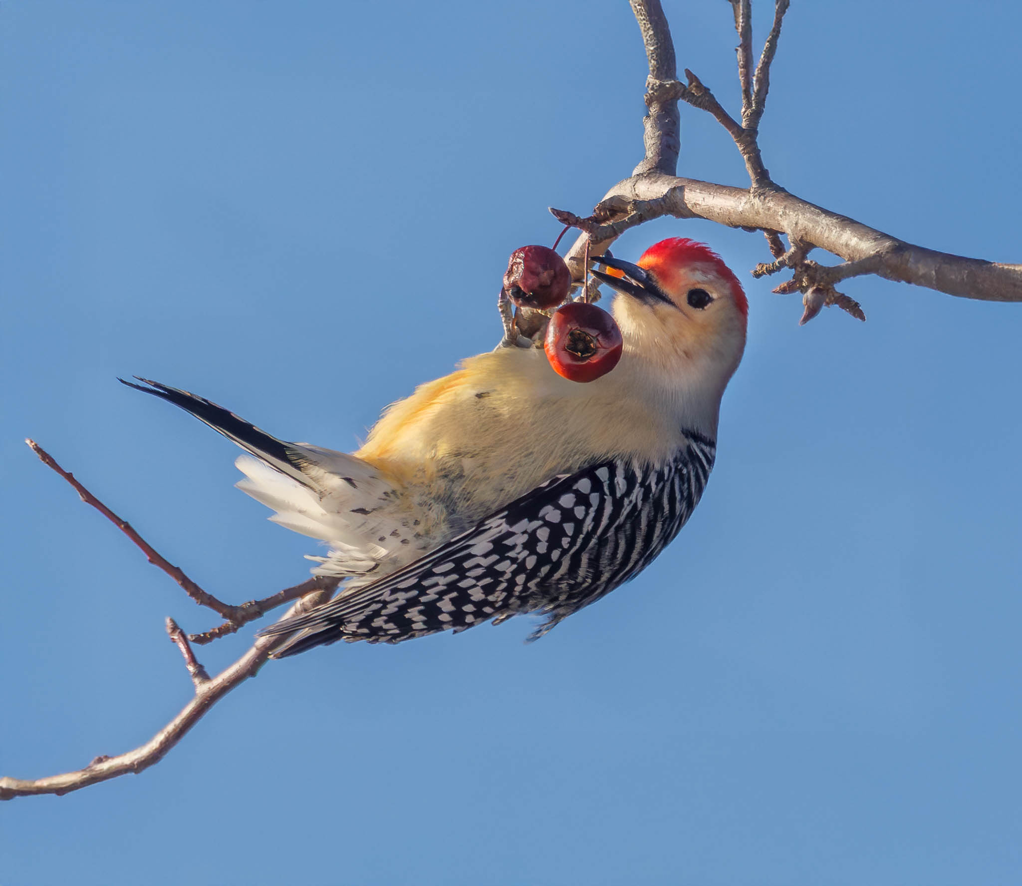 Red-bellied Woodpecker
