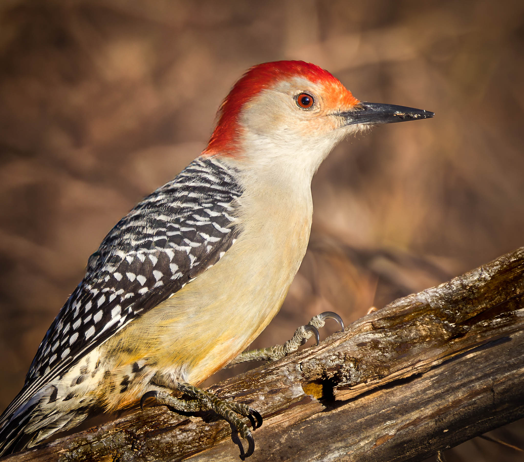 Red-bellied Woodpecker