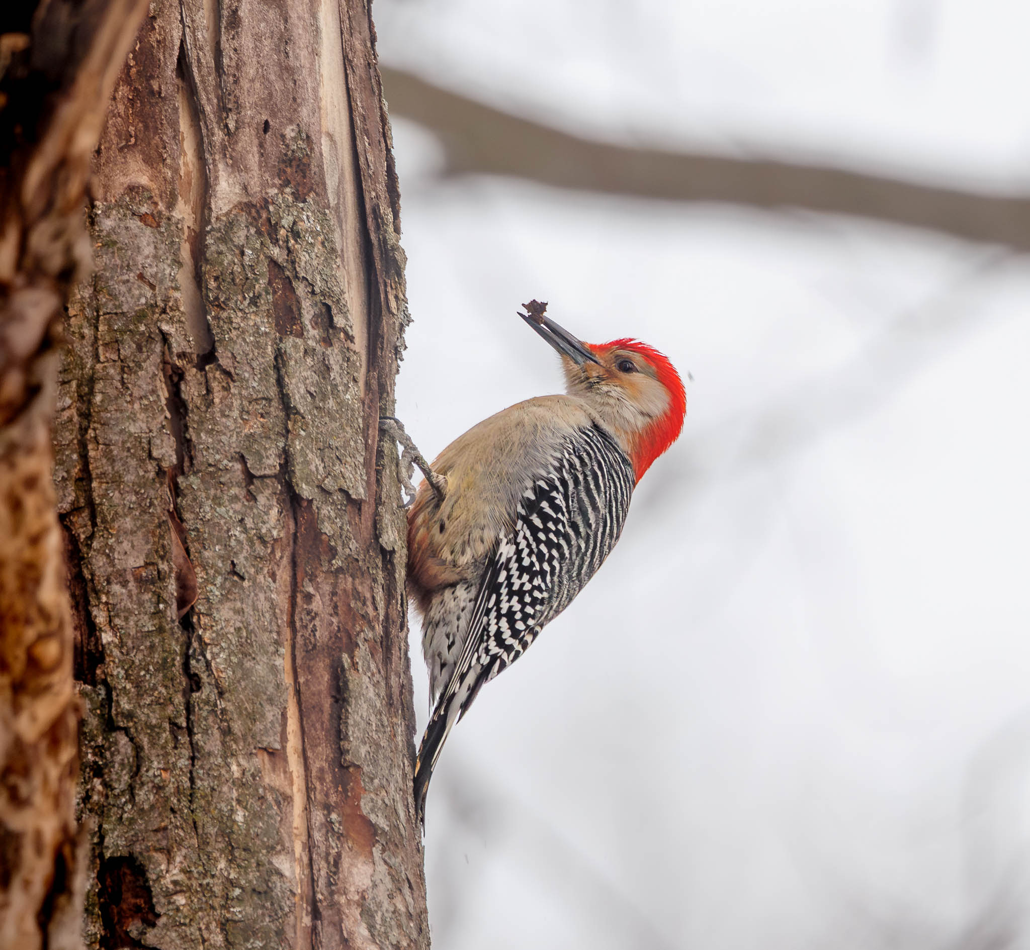 Red-bellied Woodpecker