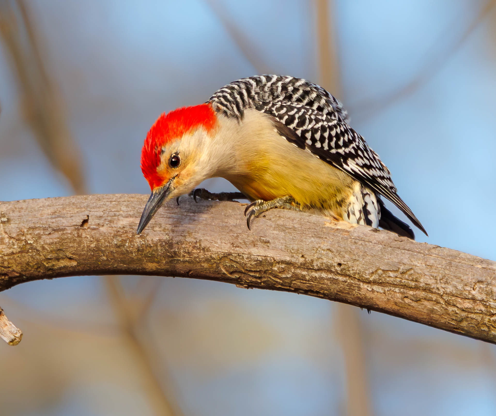 Red-bellied Woodpecker