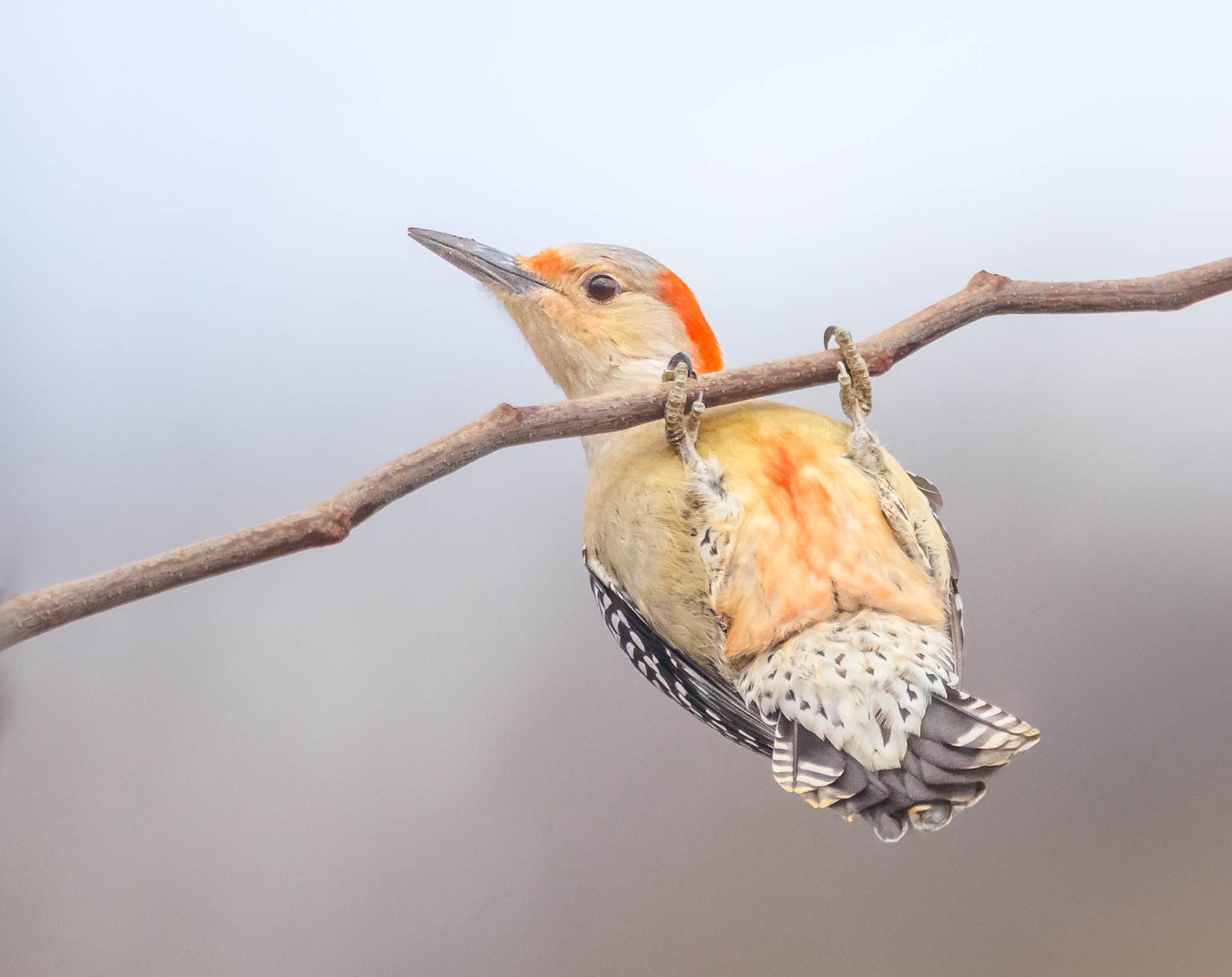 Red-bellied Woodpecker