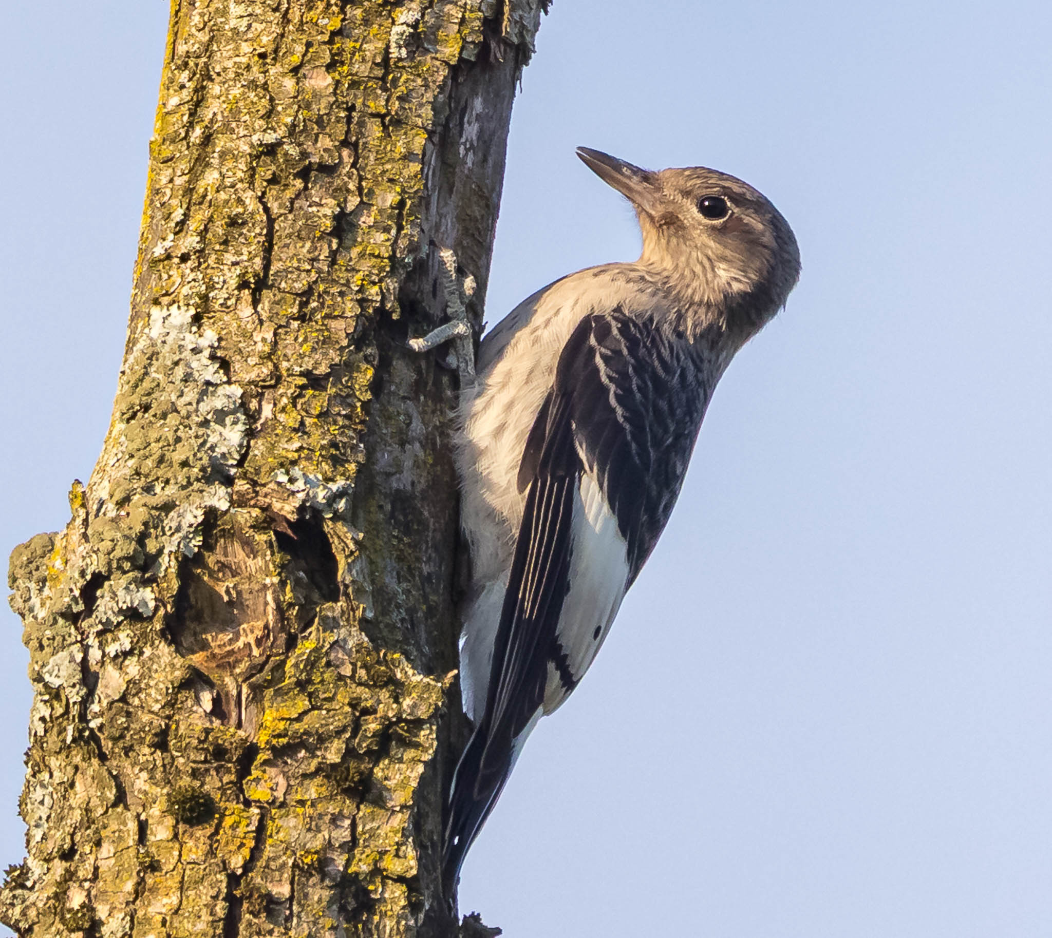 Red-headed Woodpecker