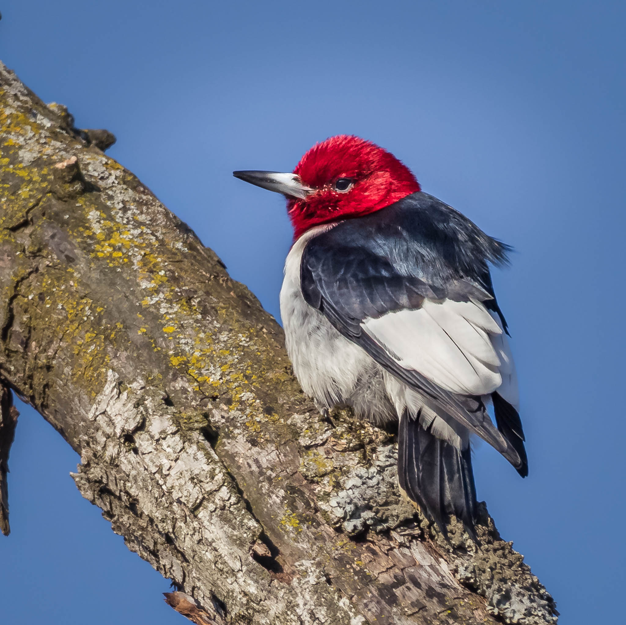 Red-headed Woodpecker