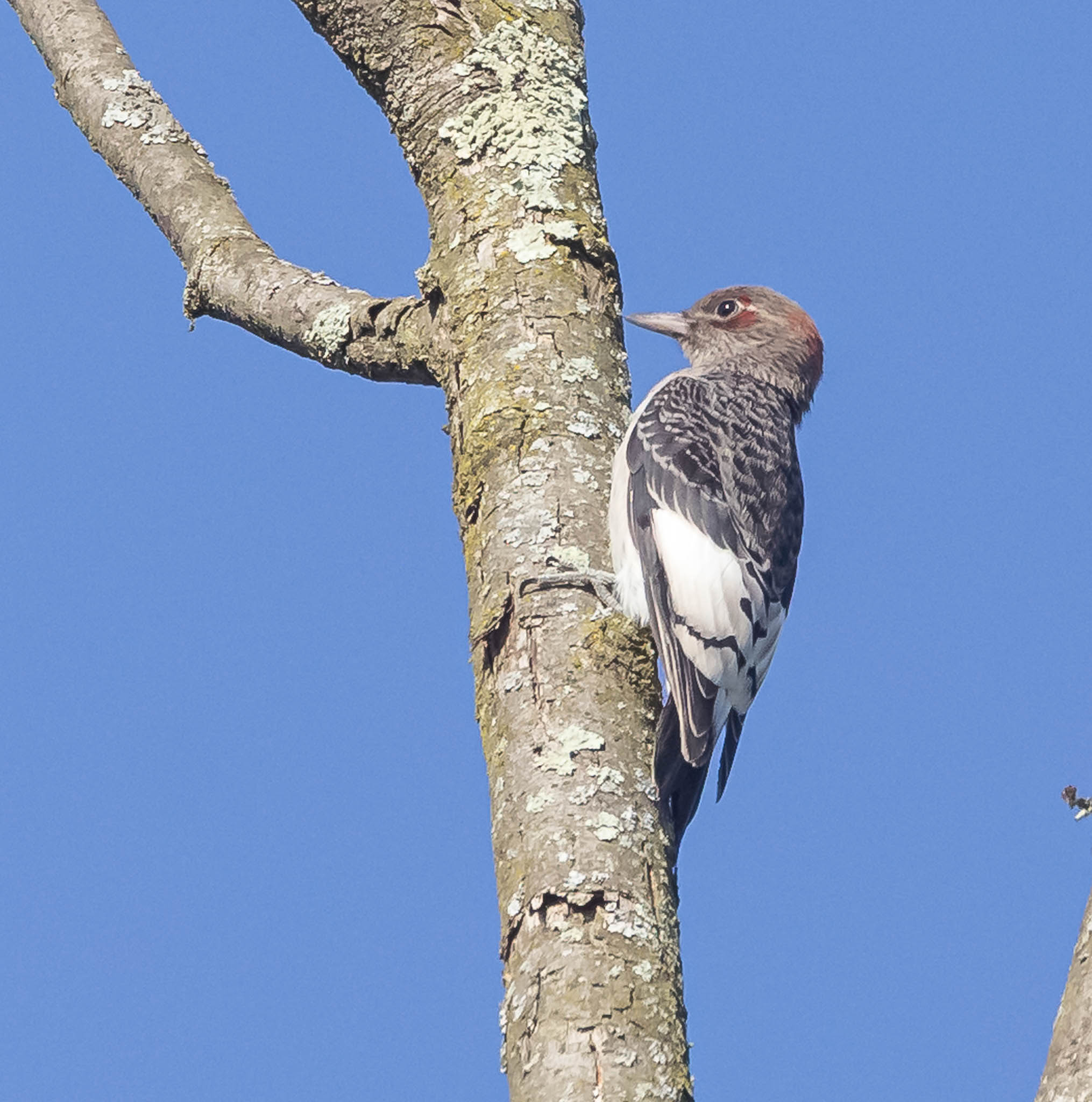 Red-headed Woodpecker