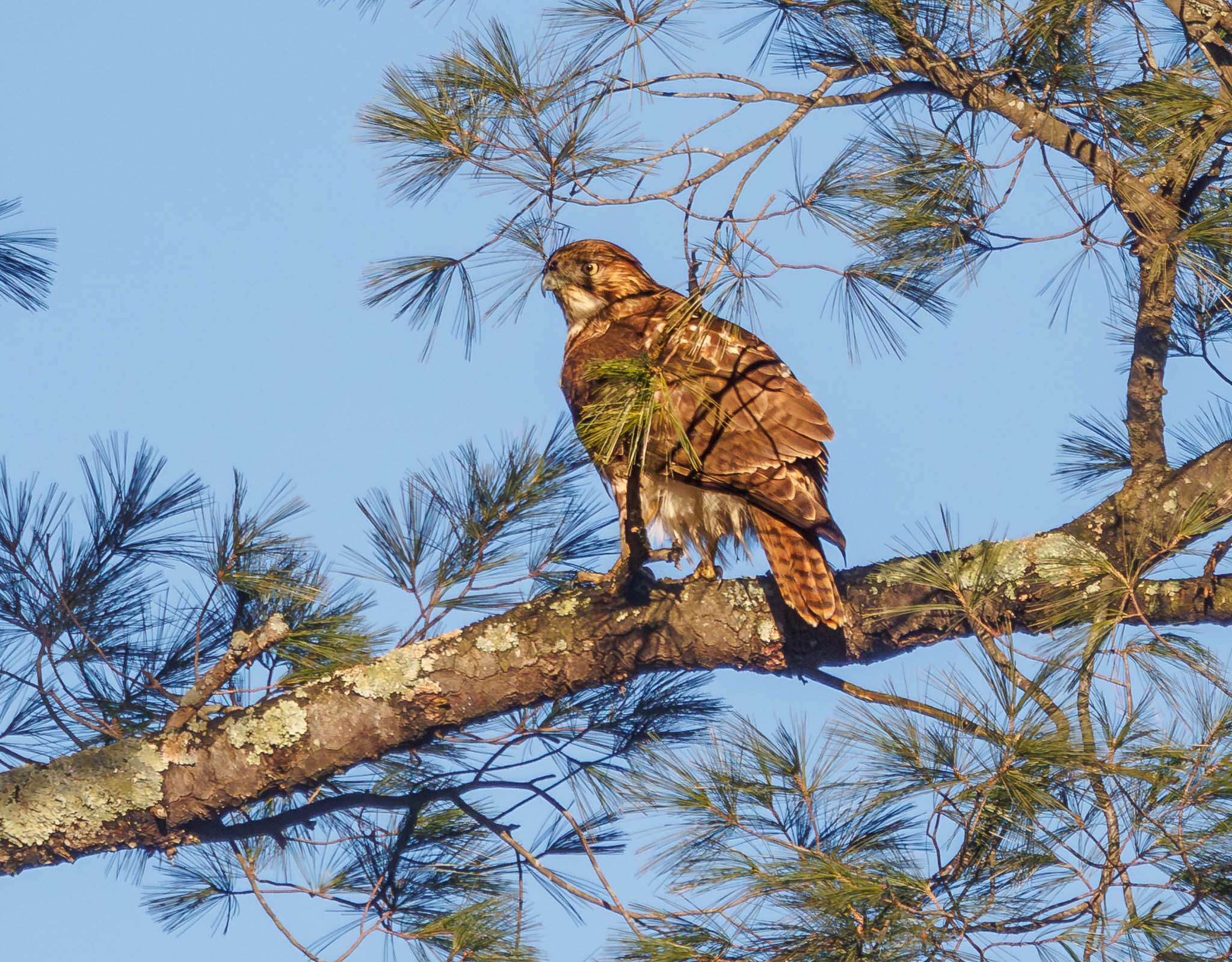 Red-tailed Hawk