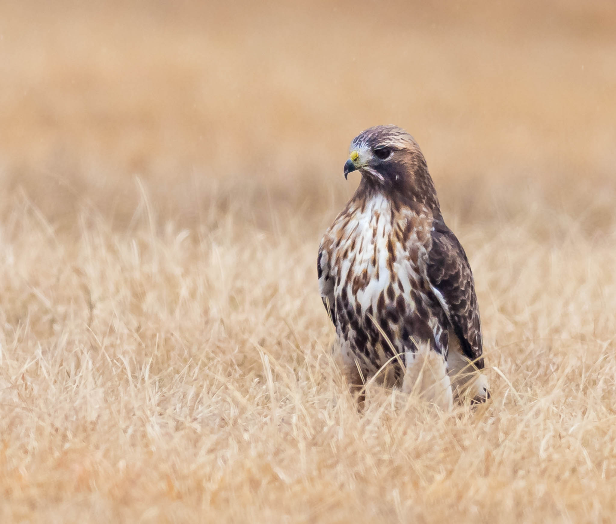 Red-tailed Hawk