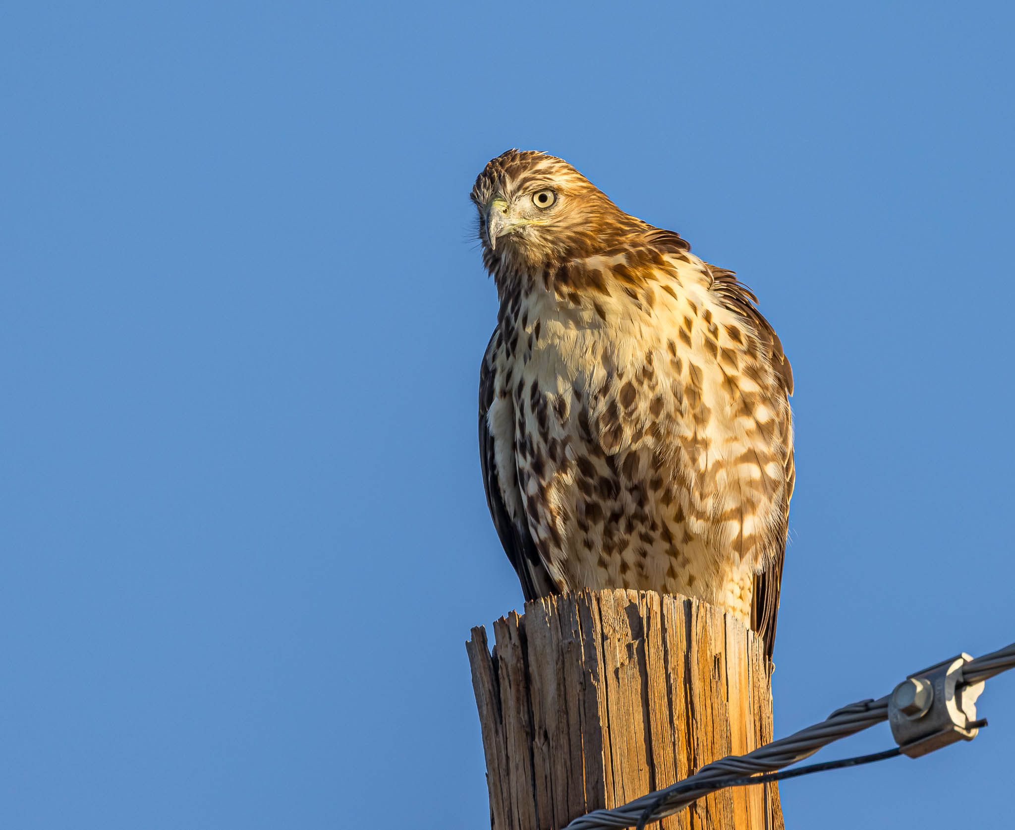 Red-tailed Hawk