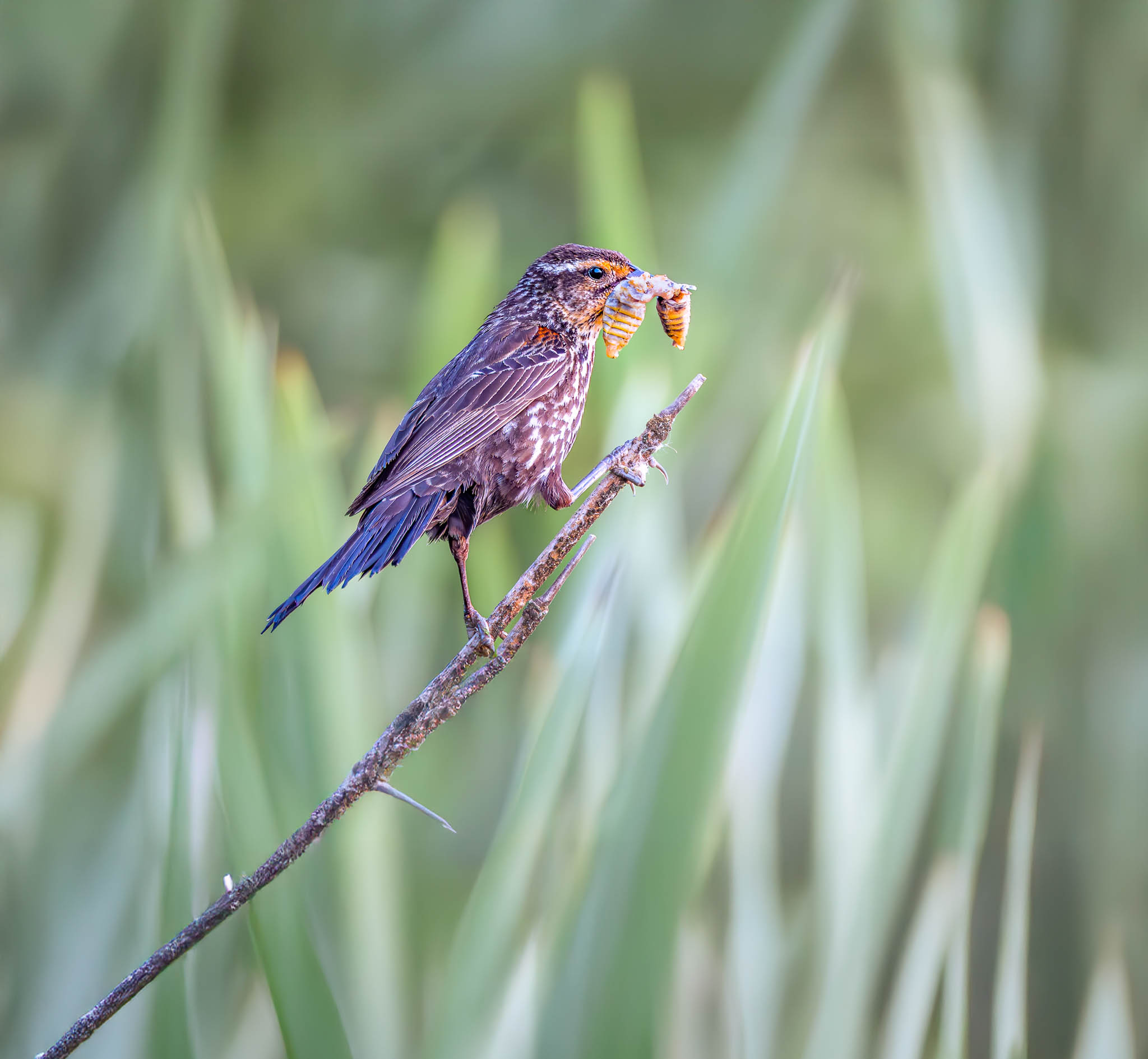 Red-winged Blackbird