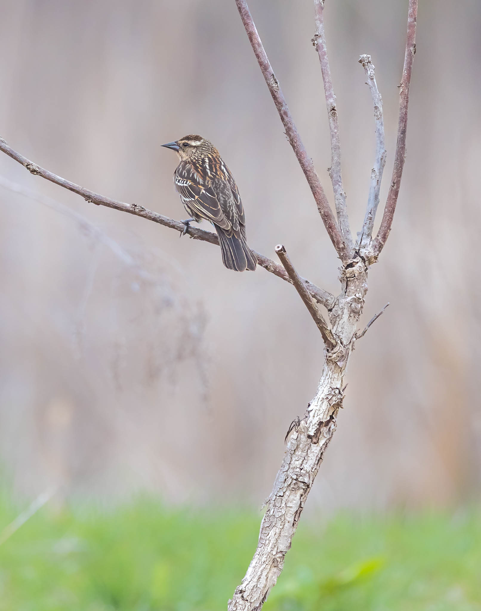Red-winged Blackbird