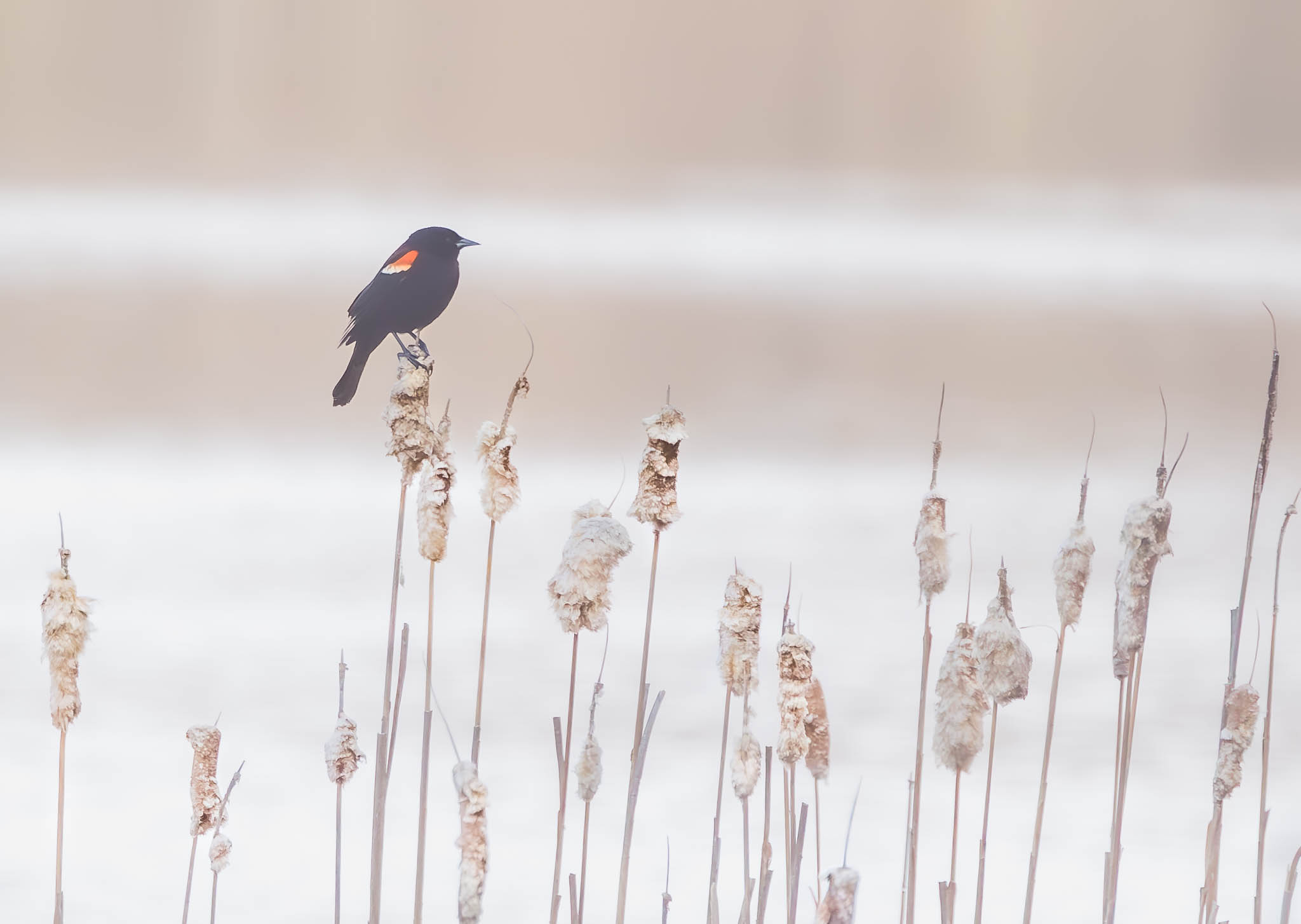 Red-winged Blackbird