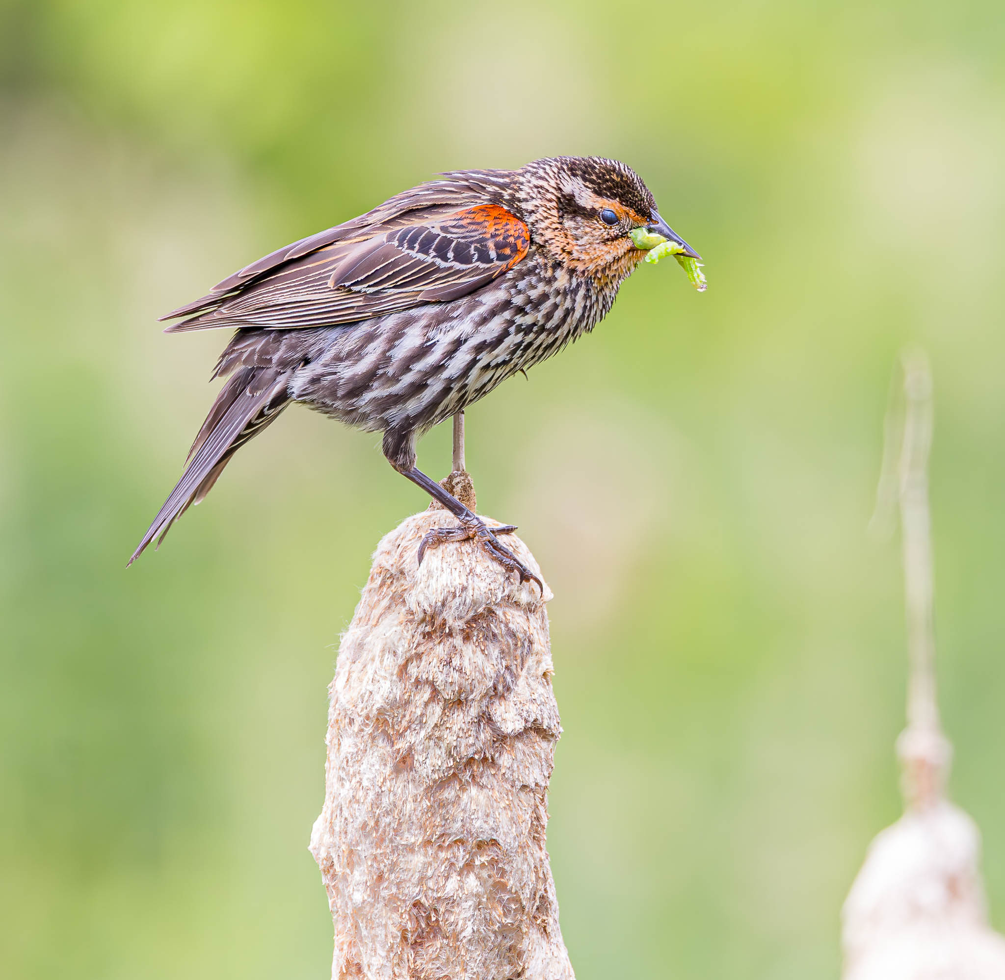 Red-winged Blackbird