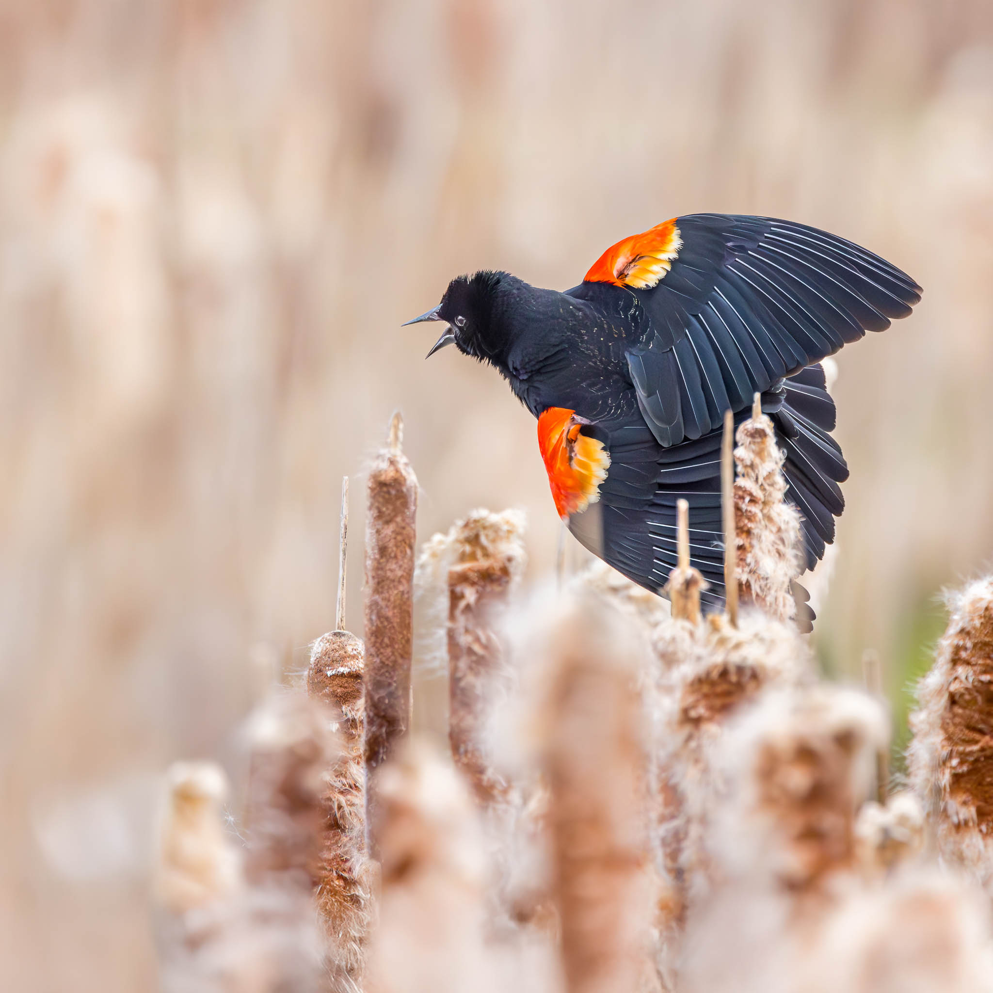 Red-winged Blackbird