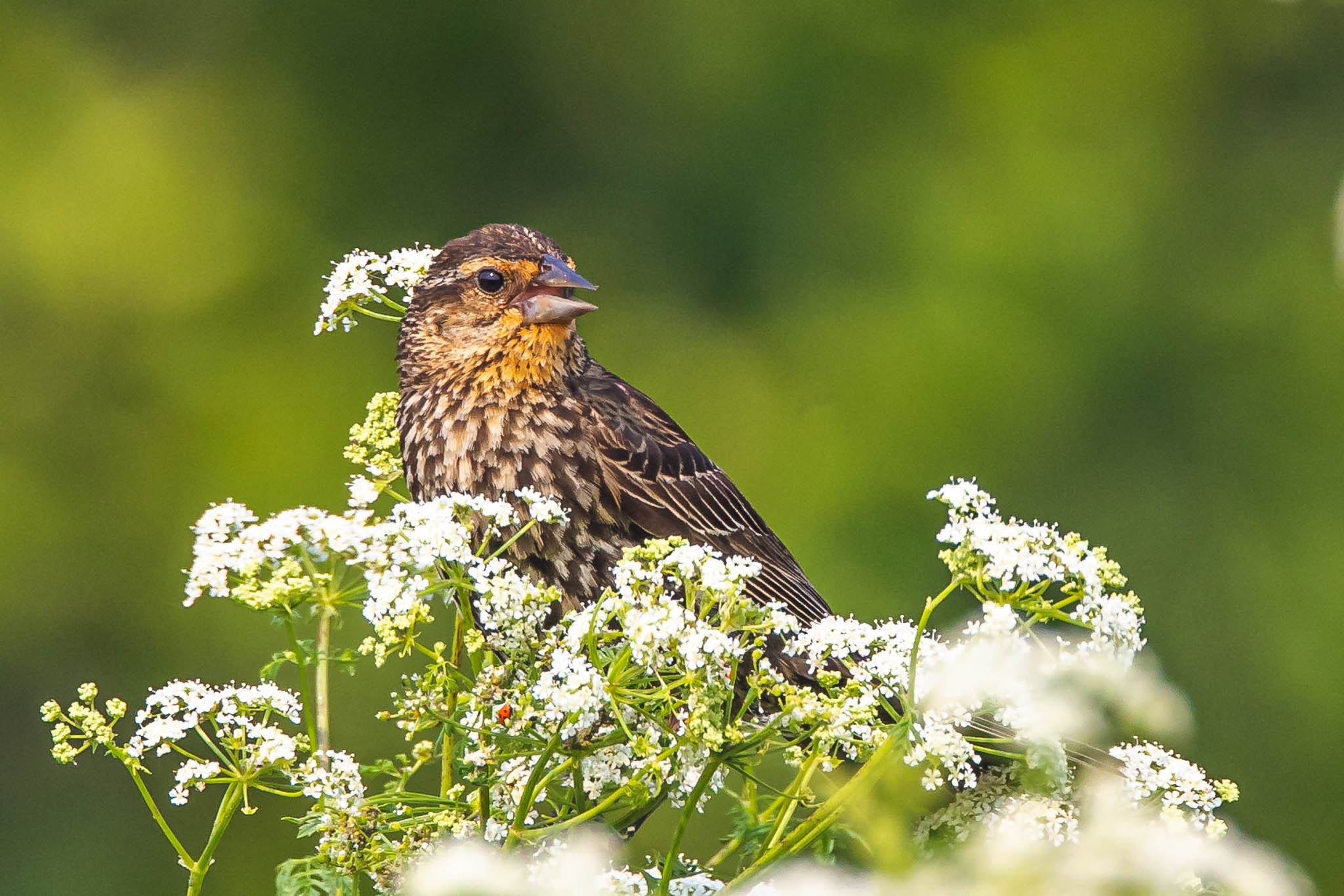 Red-winged Blackbird