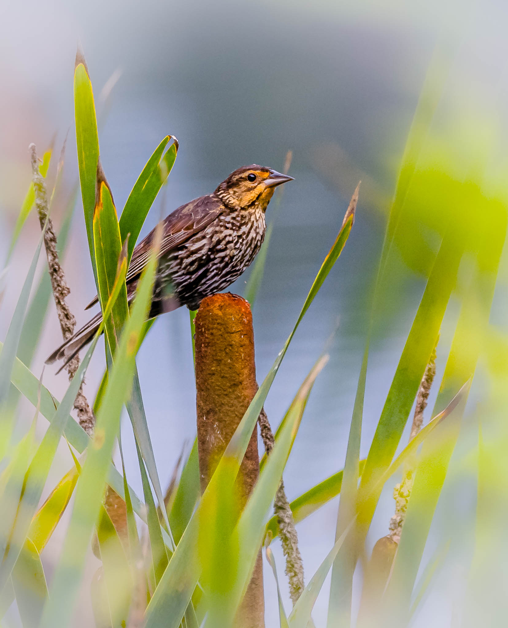 Red-winged Blackbird