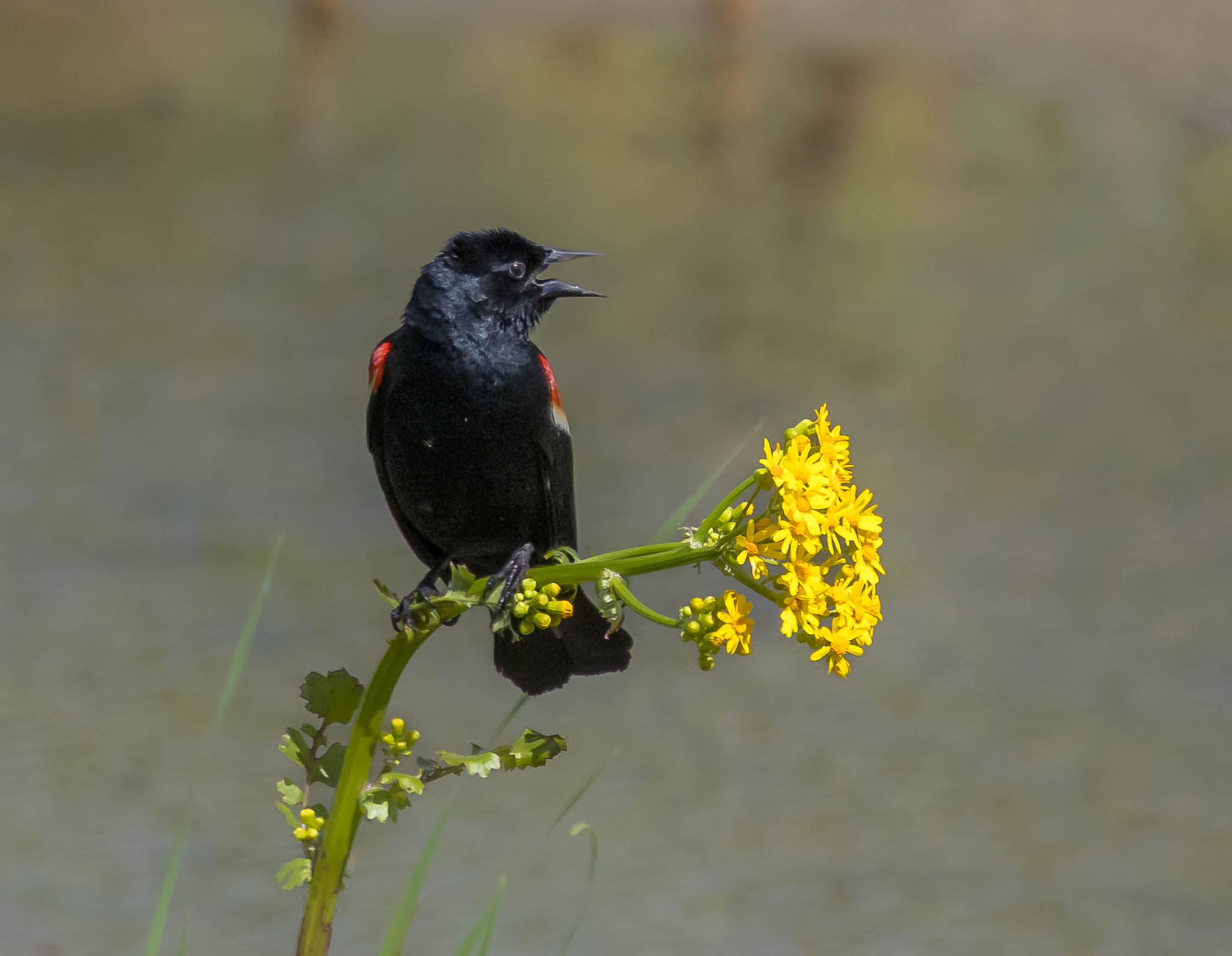Red-winged Blackbird