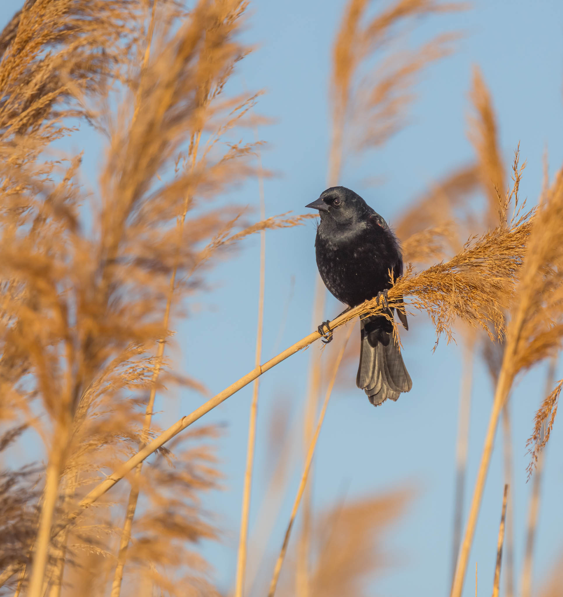 Red-winged Blackbird