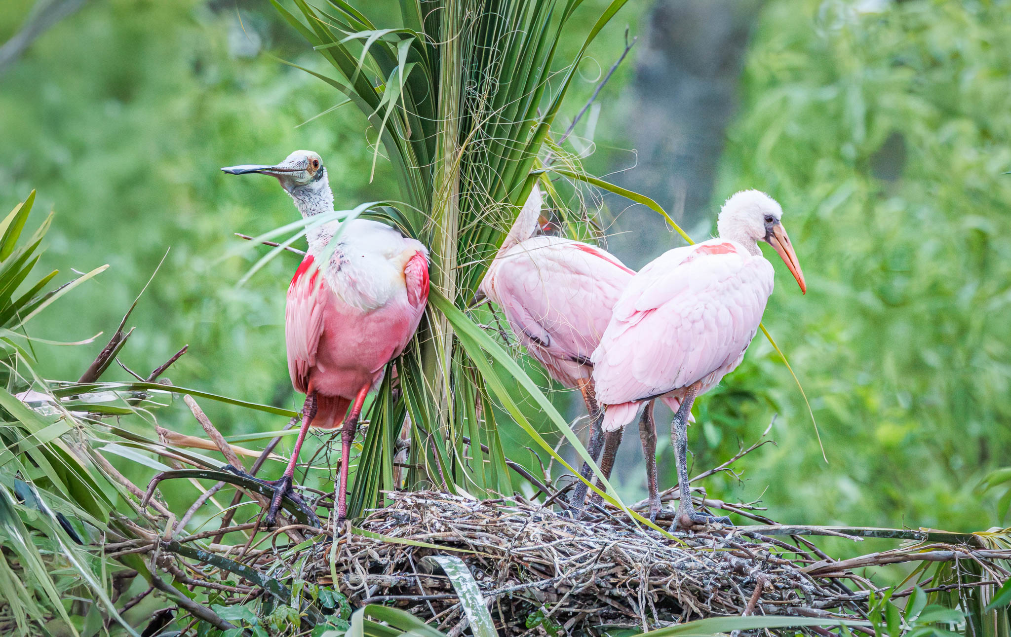 Roseate Spoonbill