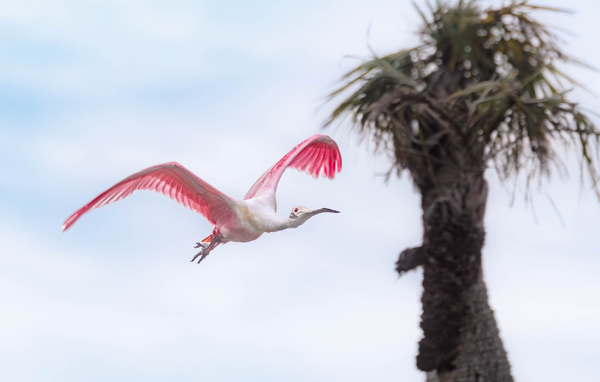 Roseate Spoonbill