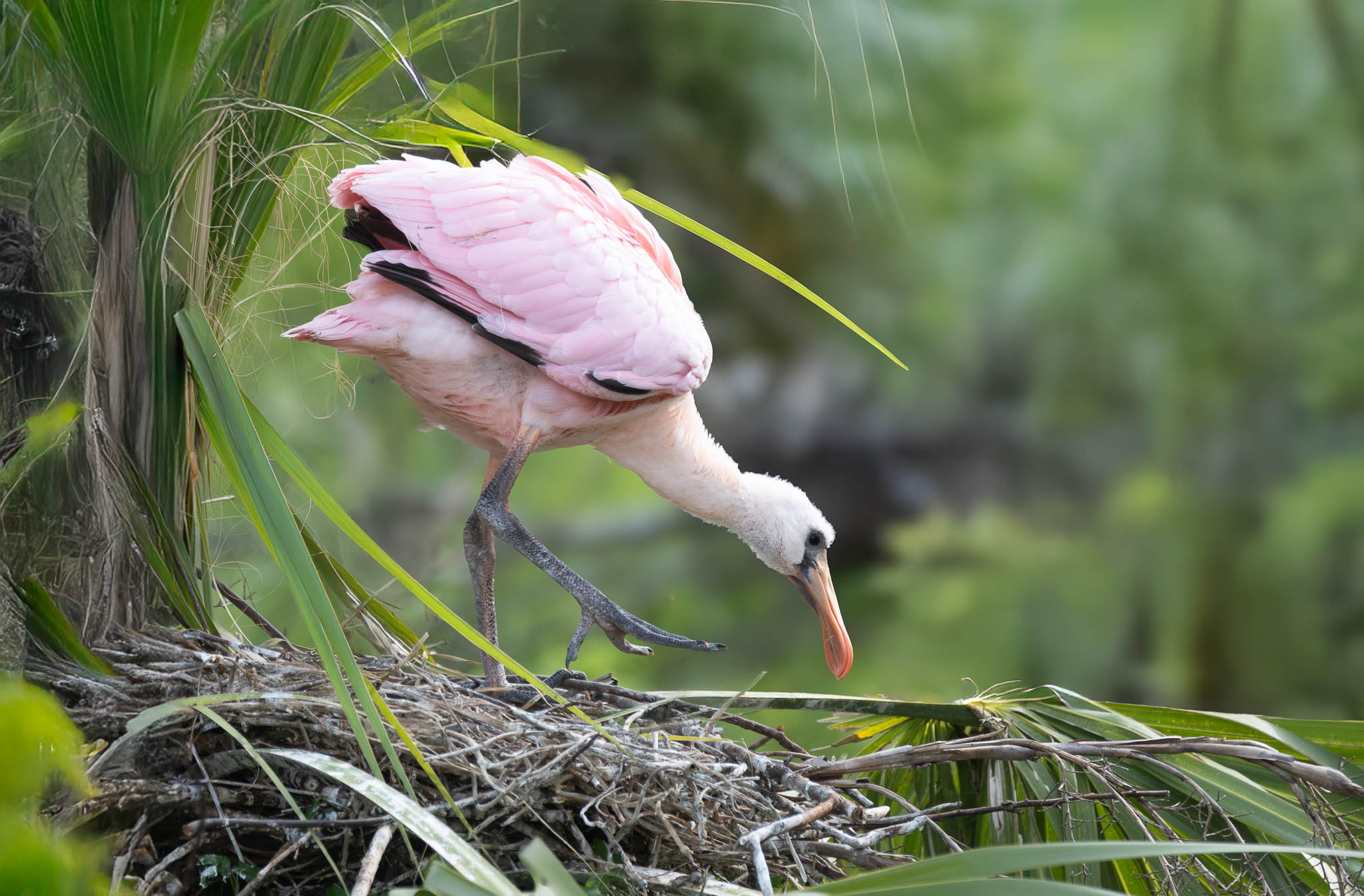 Roseate Spoonbill