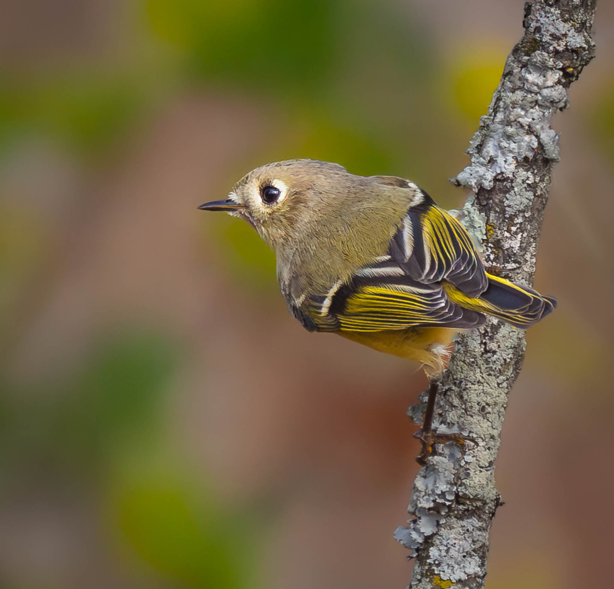Ruby-crowned Kinglet
