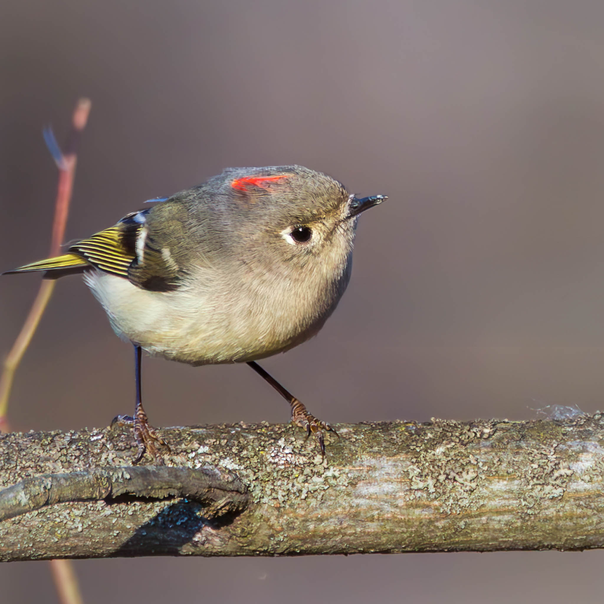Ruby-crowned Kinglet