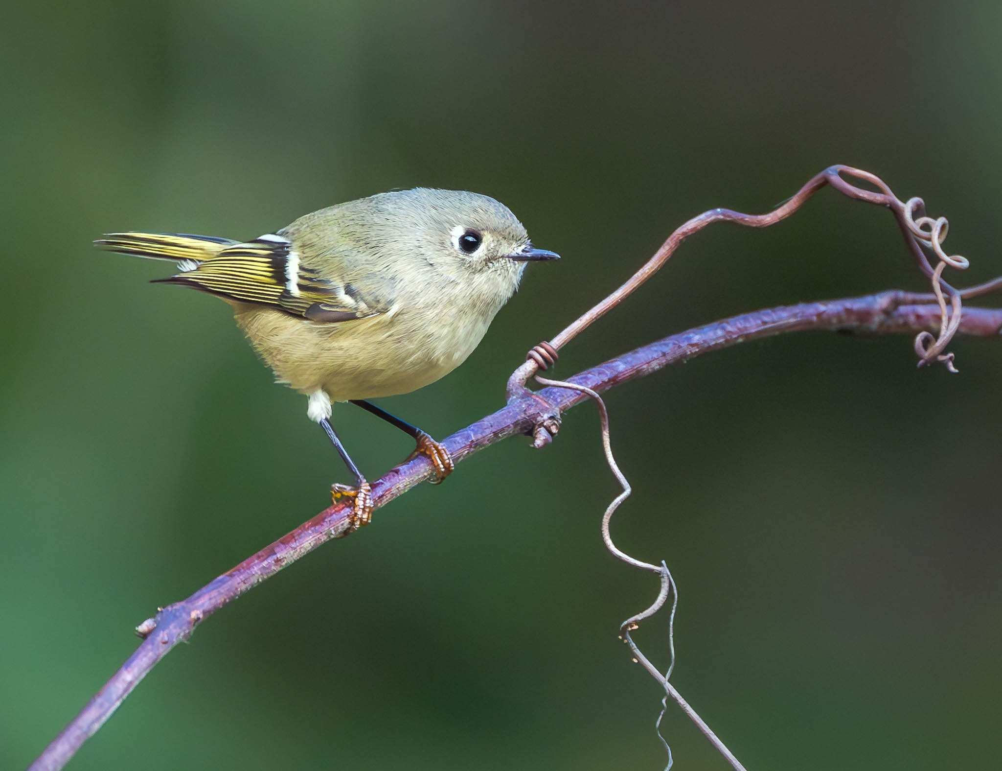 Ruby-crowned Kinglet