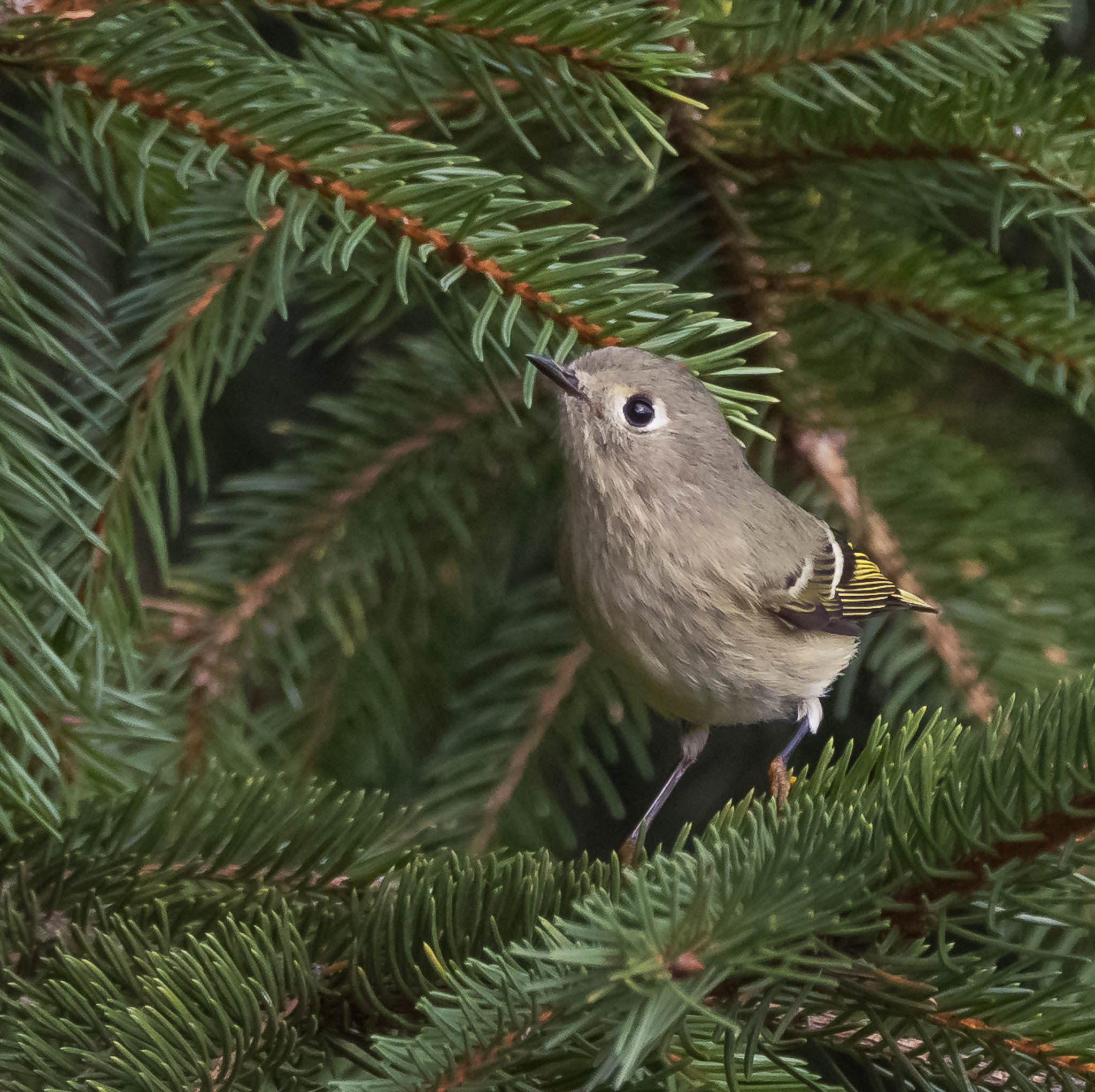 Ruby-crowned Kinglet