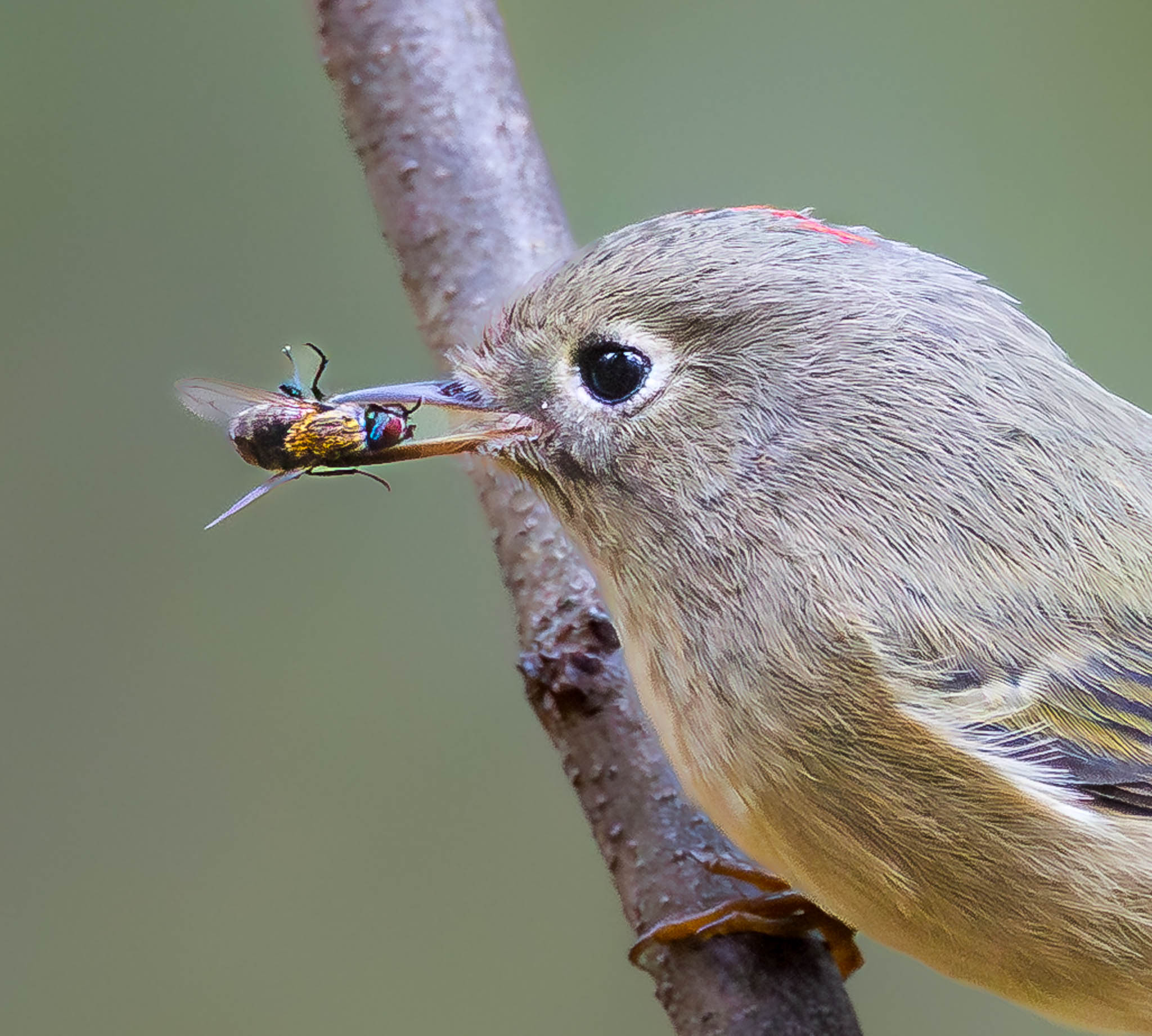 Ruby-crowned Kinglet