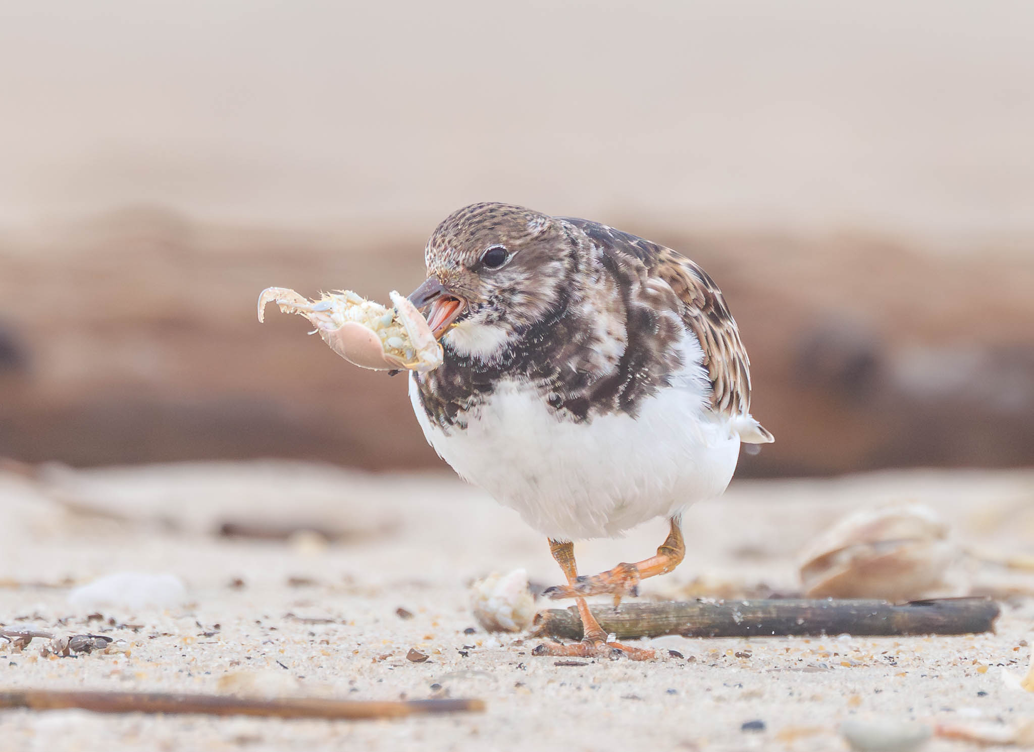 Ruddy Turnstone
