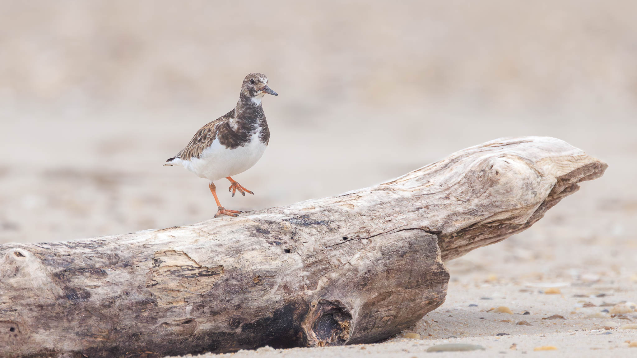 Ruddy Turnstone