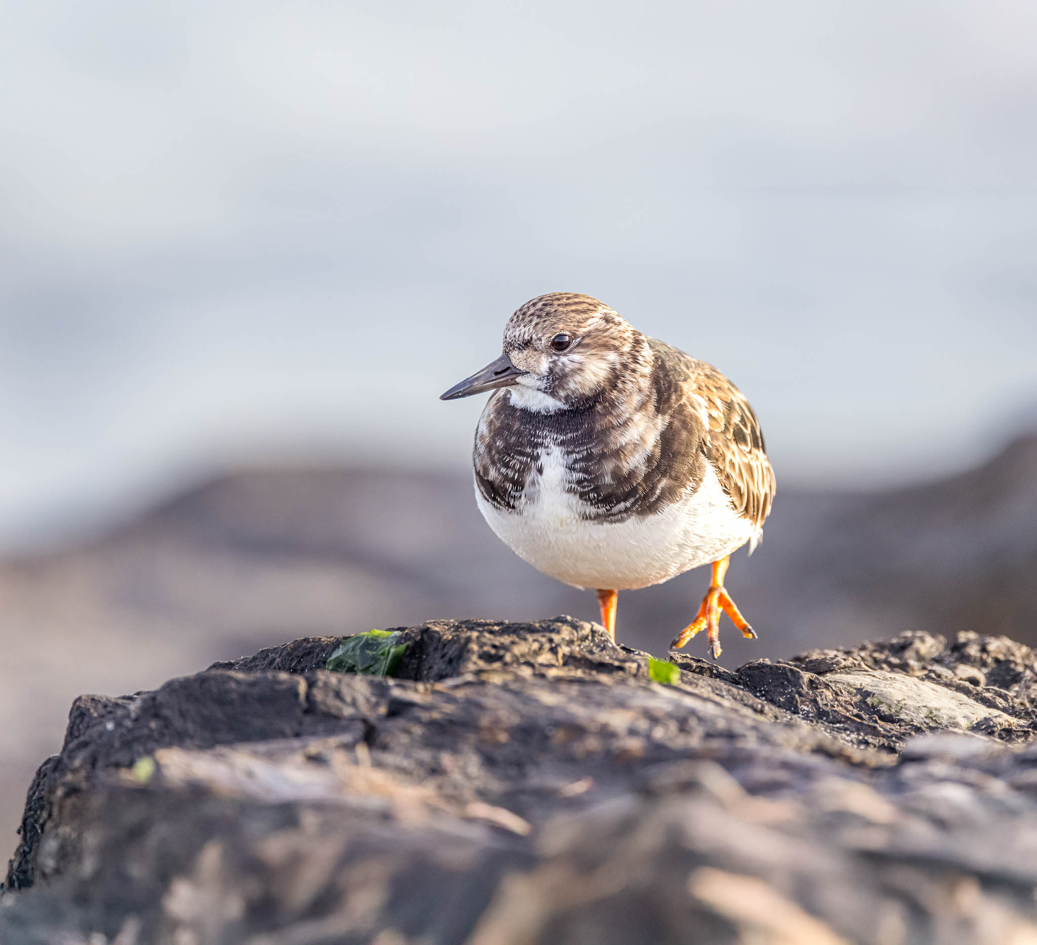 Ruddy Turnstone