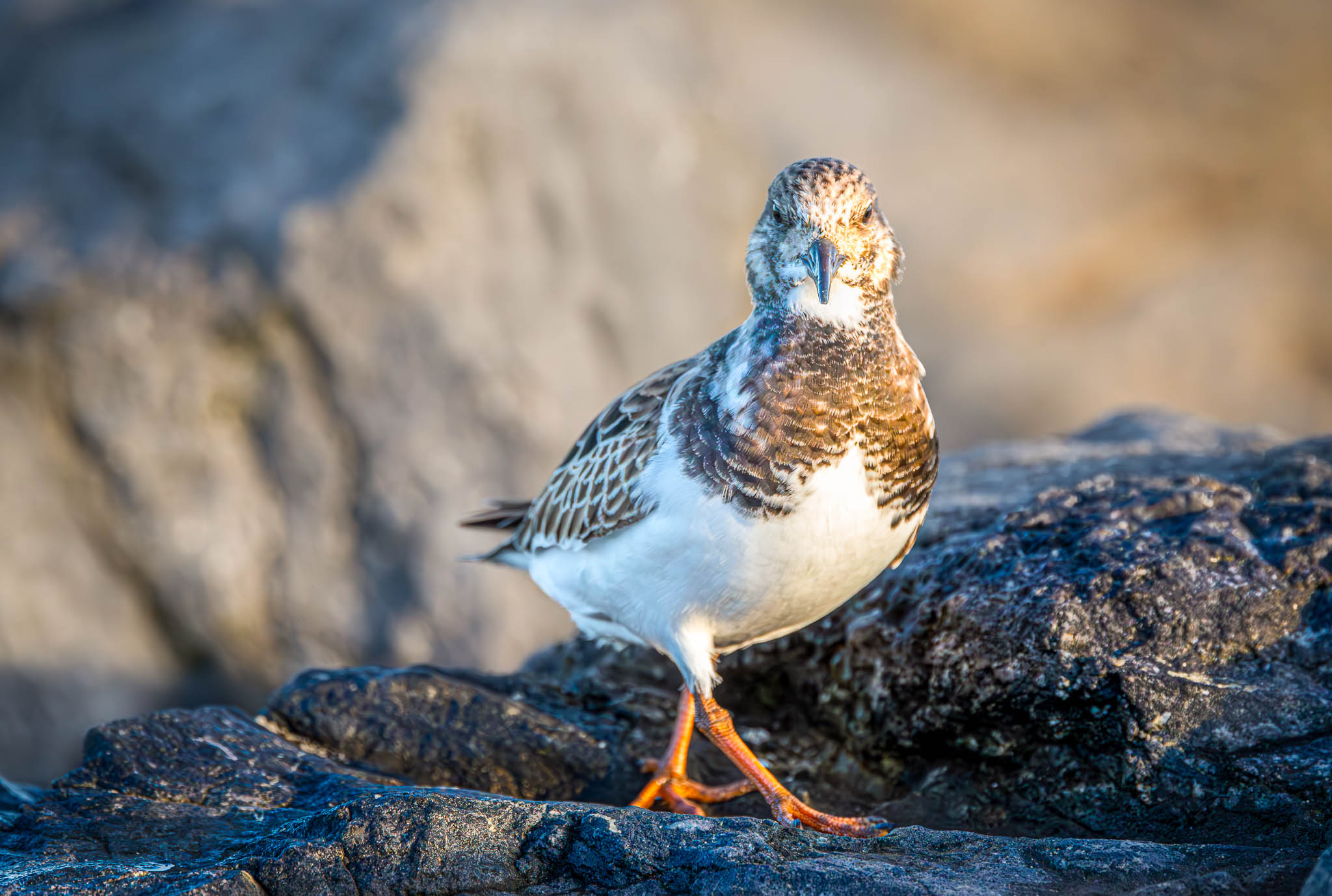 Ruddy Turnstone