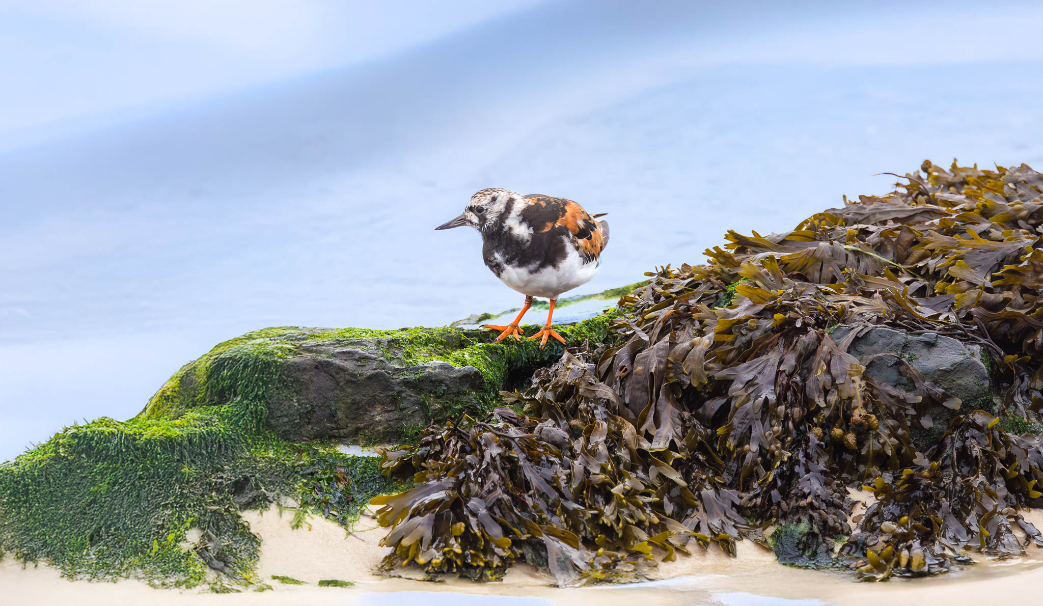 Ruddy Turnstone