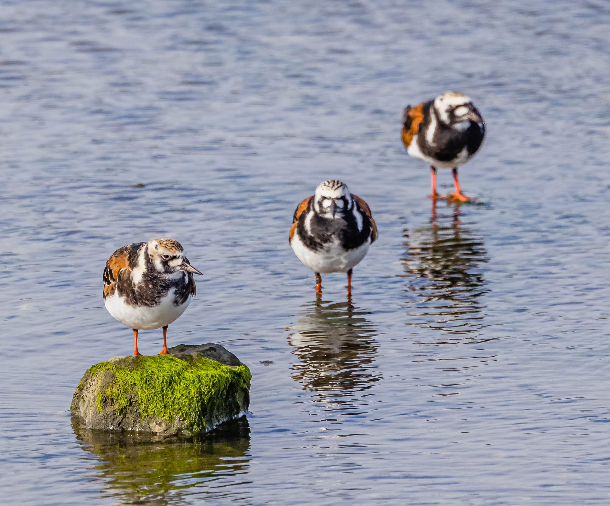 Ruddy Turnstone